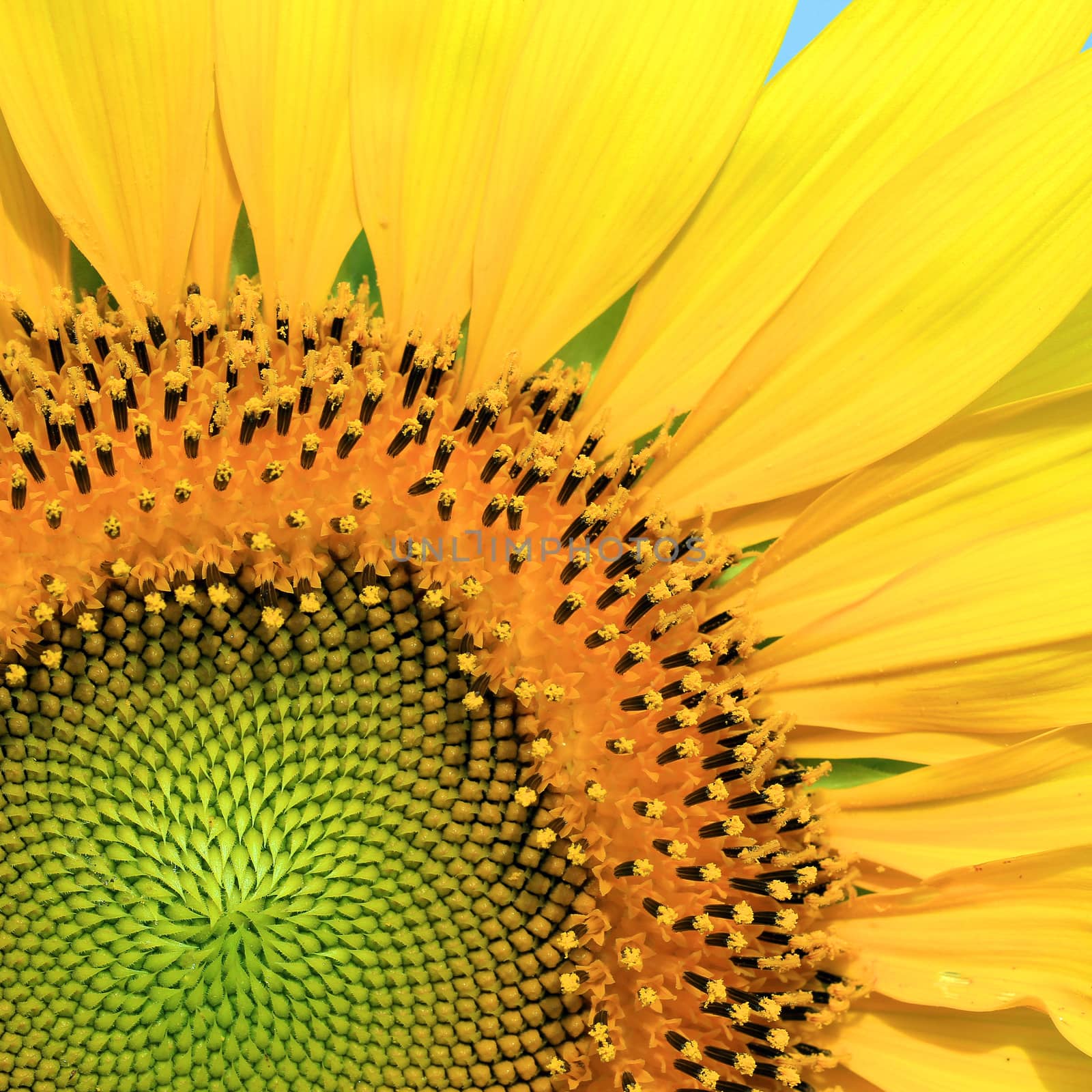 Closeup of the beautiful sunflower