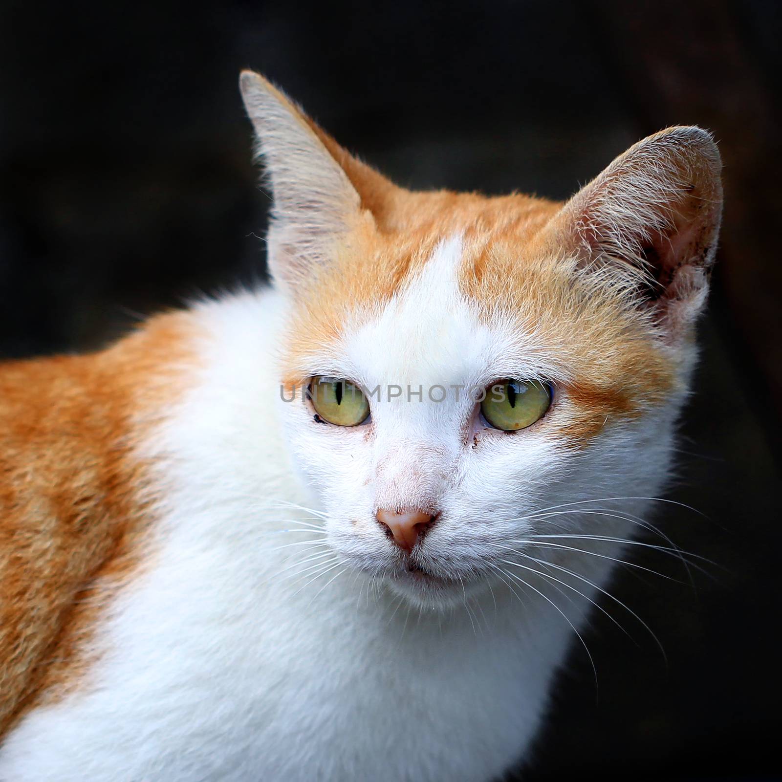 Closeup of the pretty cat