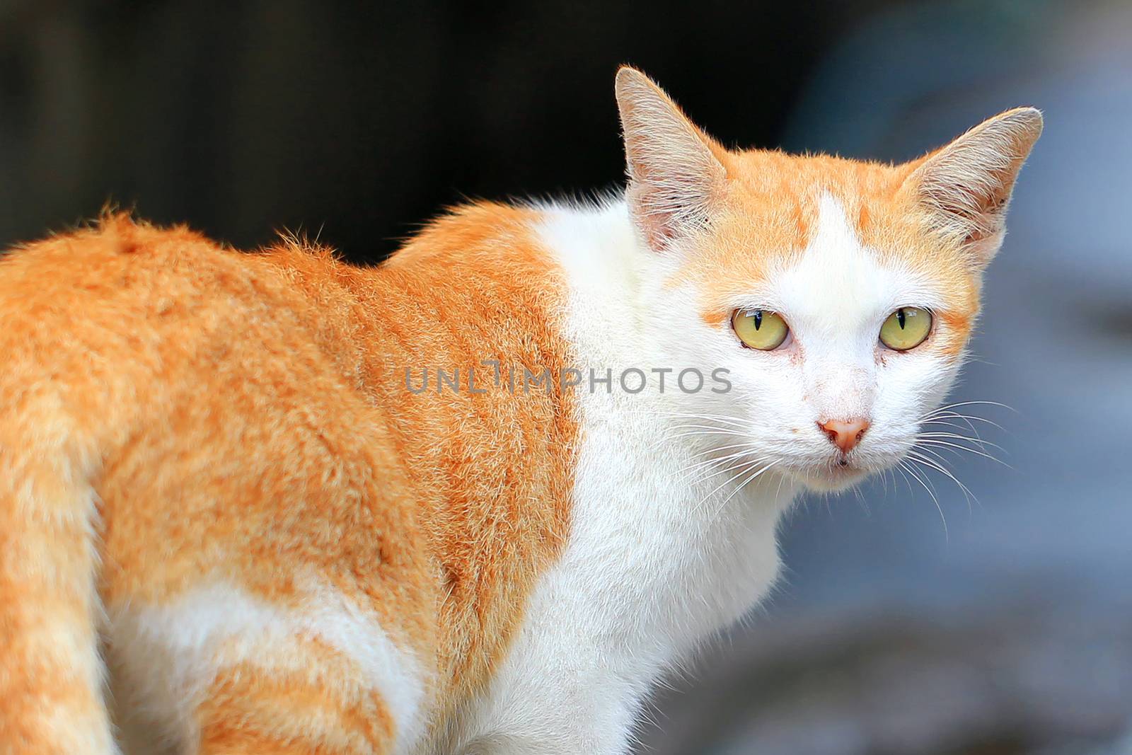 closeup of the pretty cat