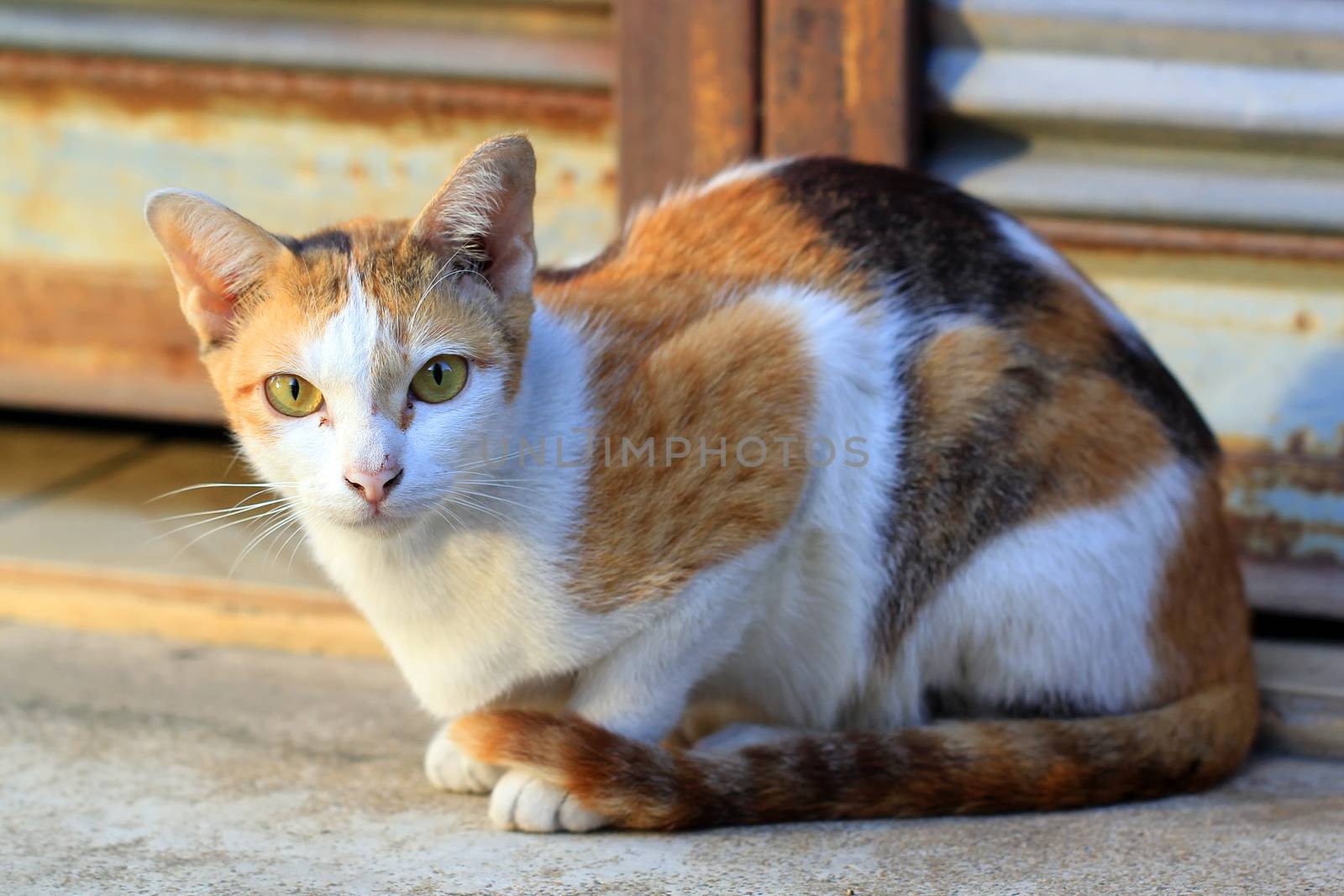 Closeup of the pretty cat