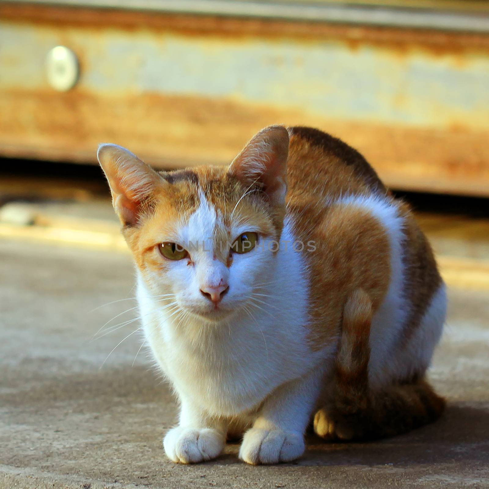 Closeup of the pretty cat 