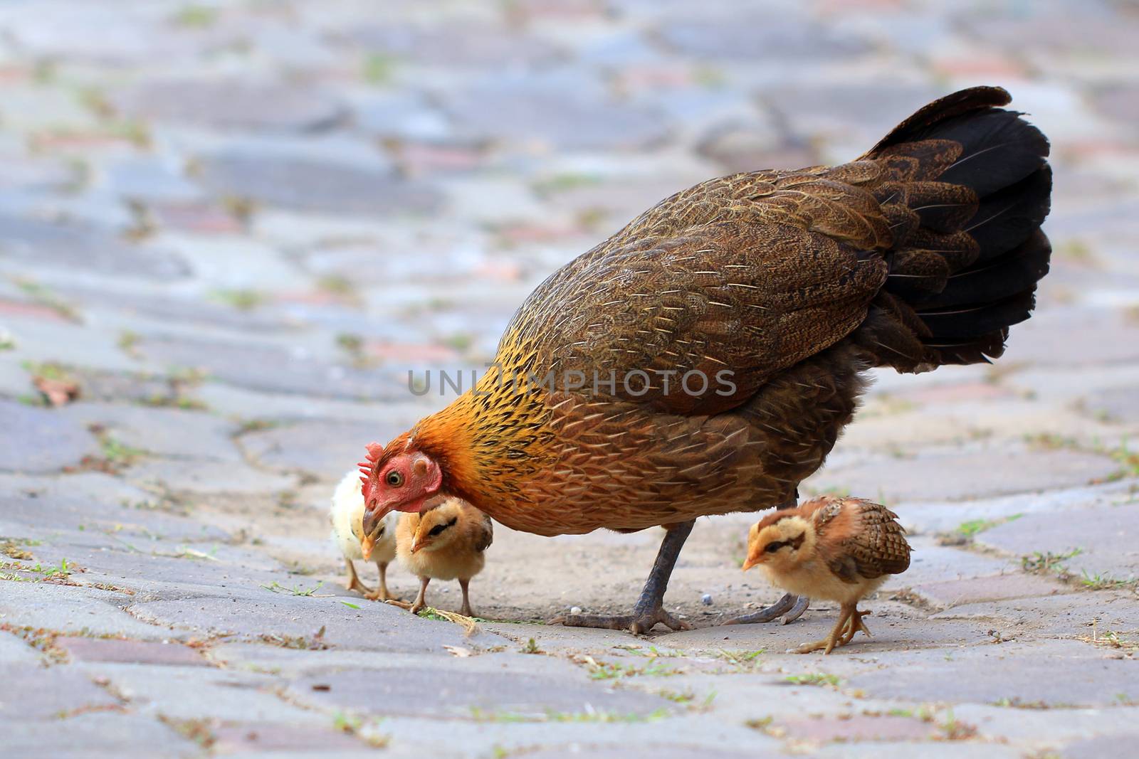 Mother hen and her chicks
