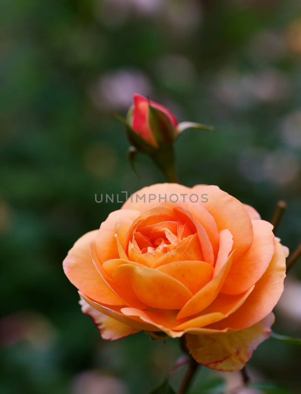 Orange rose with red bud and soft focus green plant background