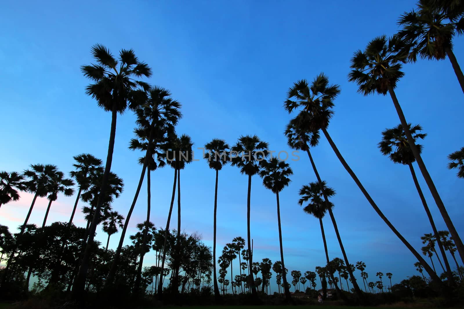 silhouette of palm tree at twilight time