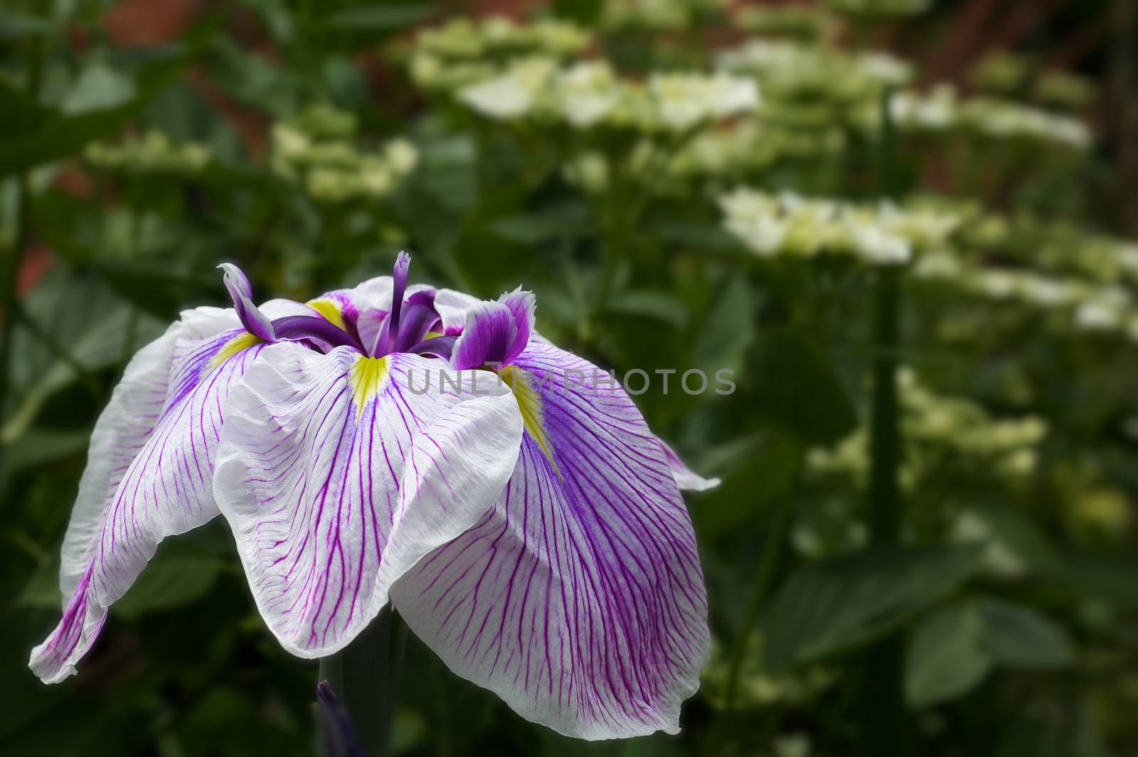 Purple and White Iris with a blurred green background