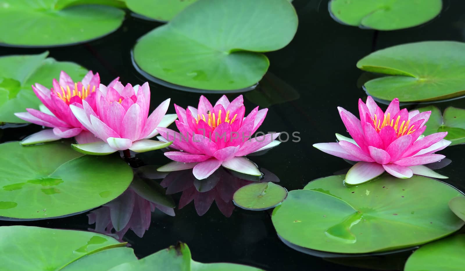 Beautiful lotus flower in the pond