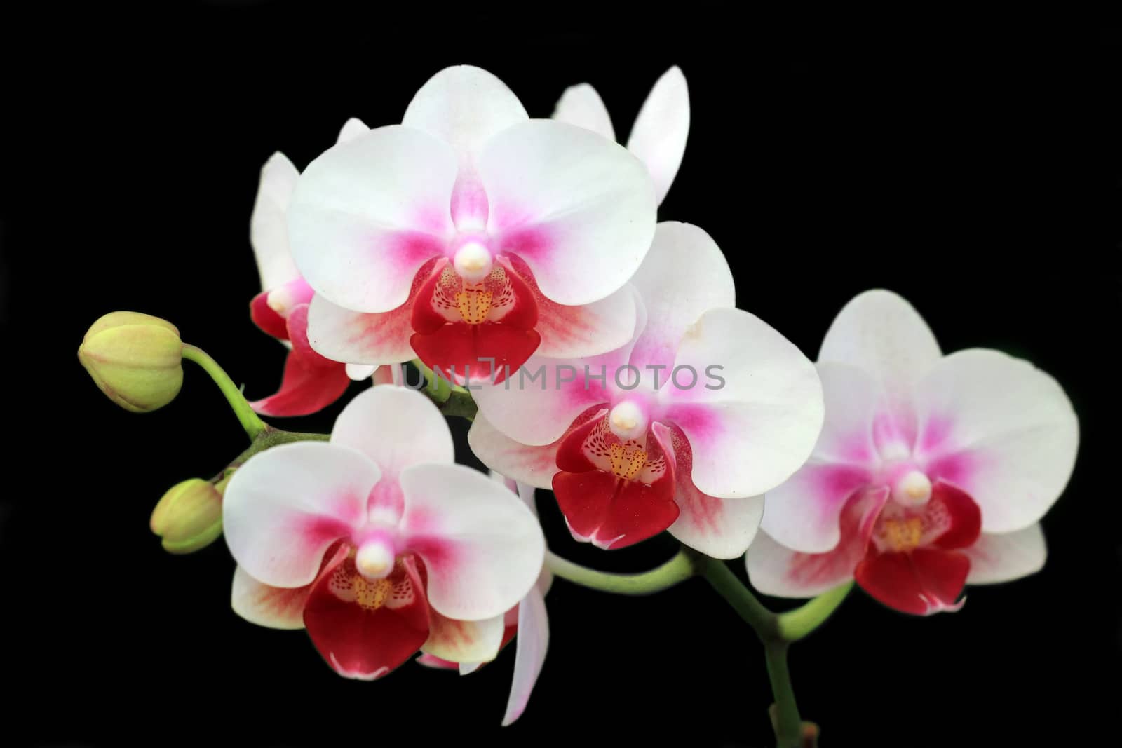 Blooming orchid on black background