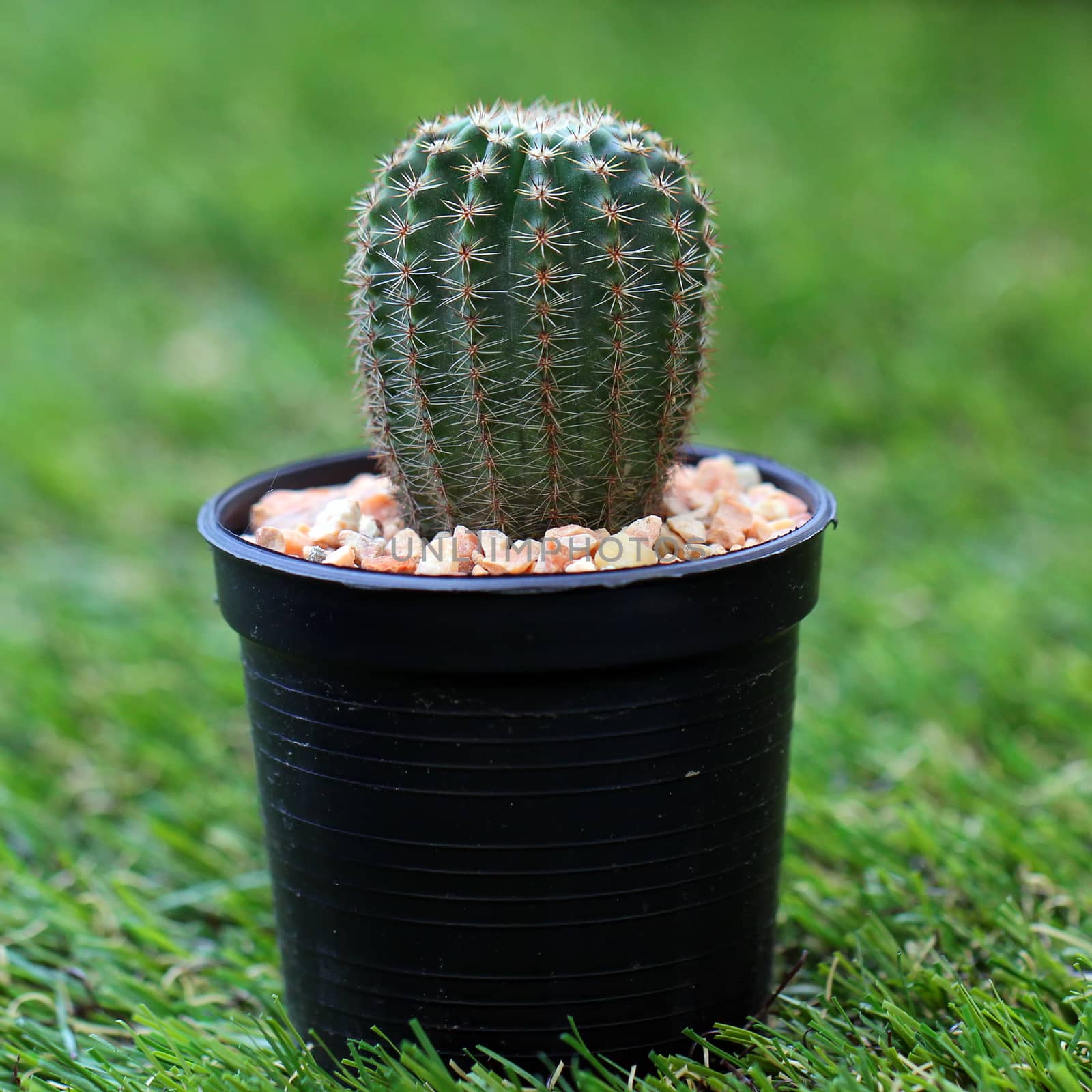 Closeup of the beautiful cactus