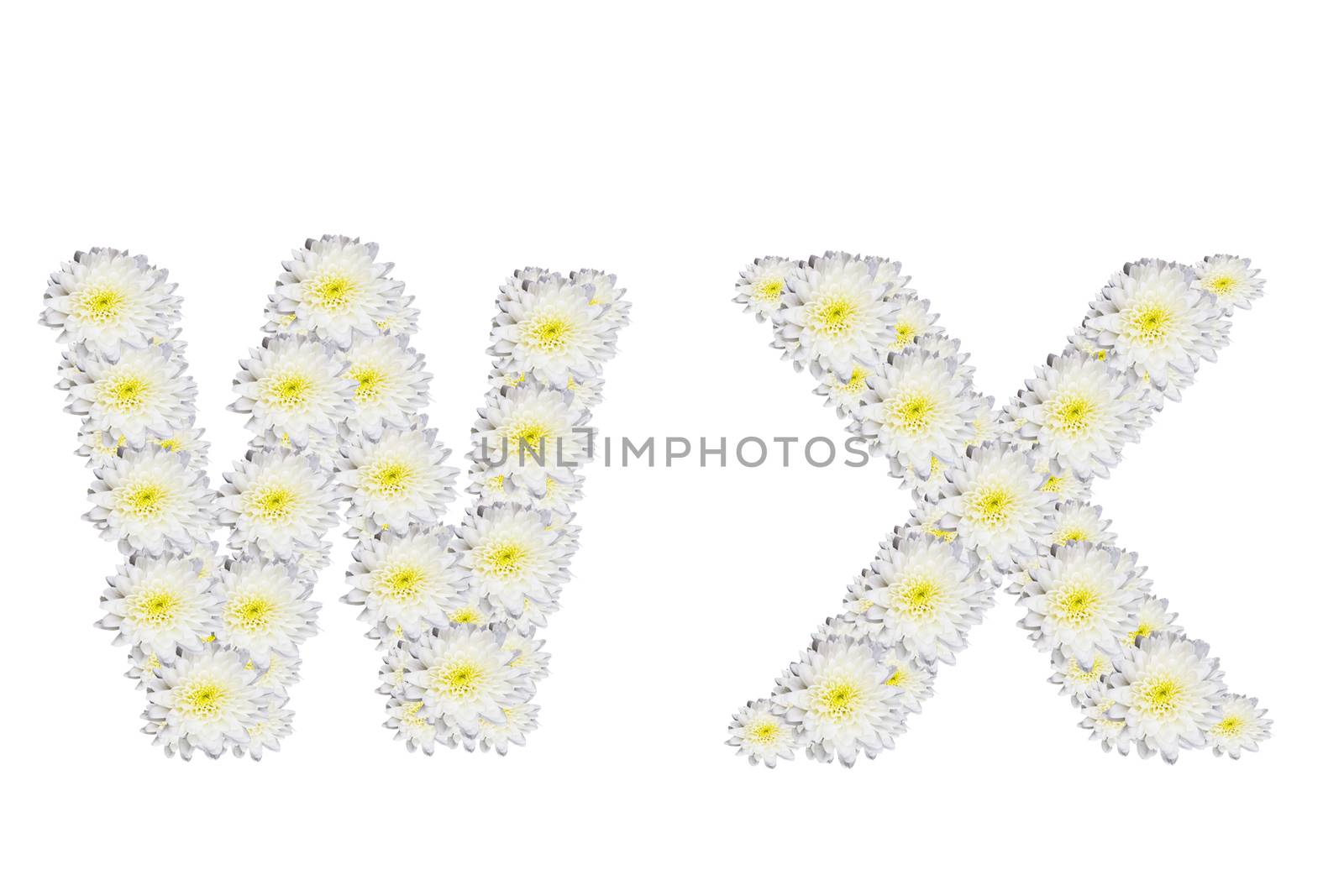 alphabet WX , White Flower isolated on white background