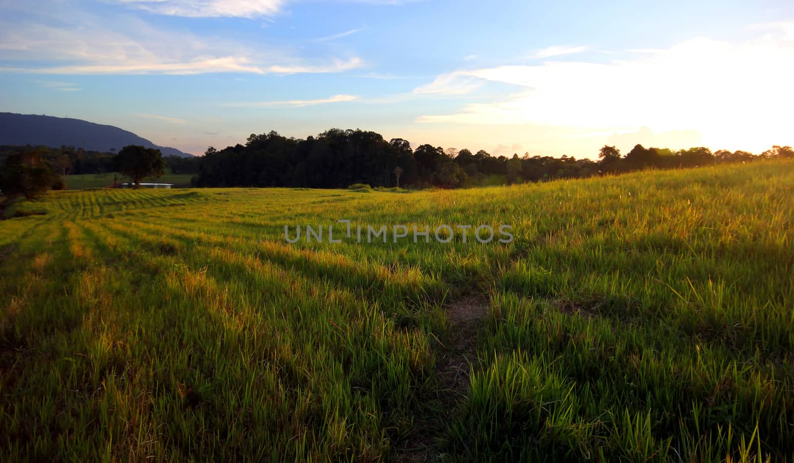 sunset over the beautiful meadow