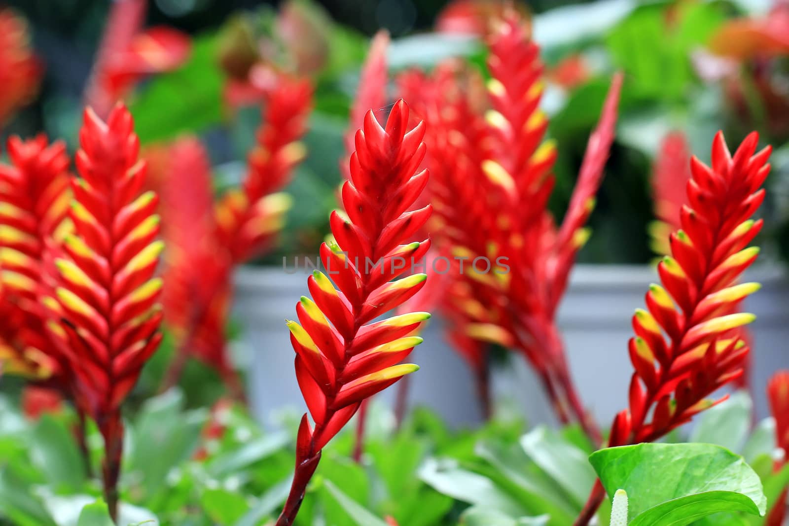 bromeliad or vriesea splendens flower
