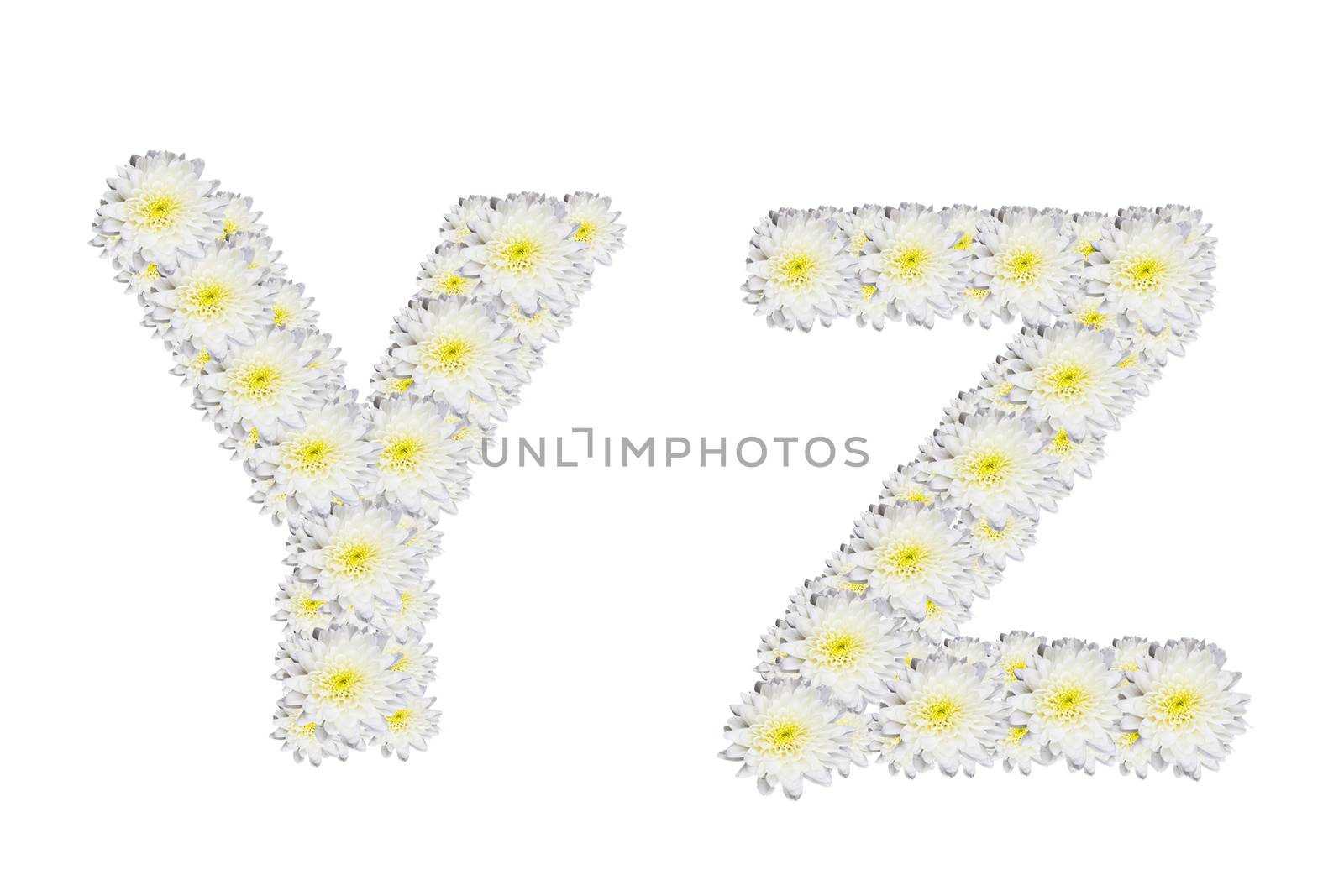 alphabet YZ , White Flower isolated on white background