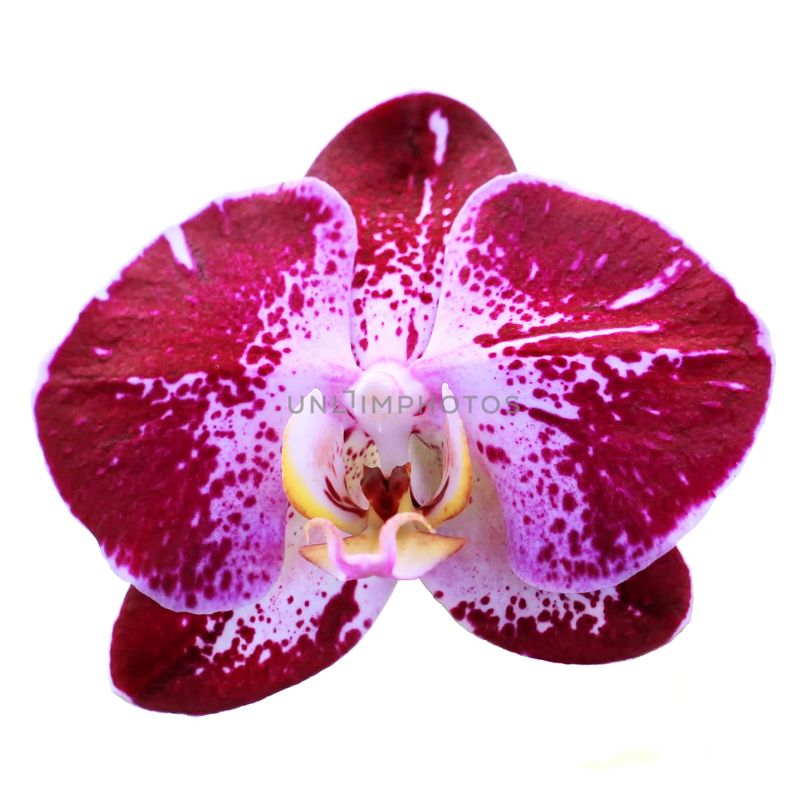 Blooming orchid isolated on white background