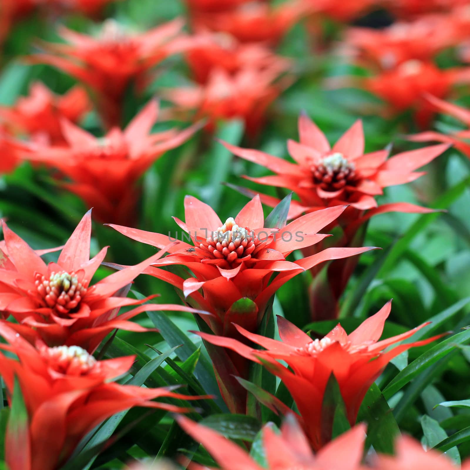 the beautiful guzmania magnifica flower