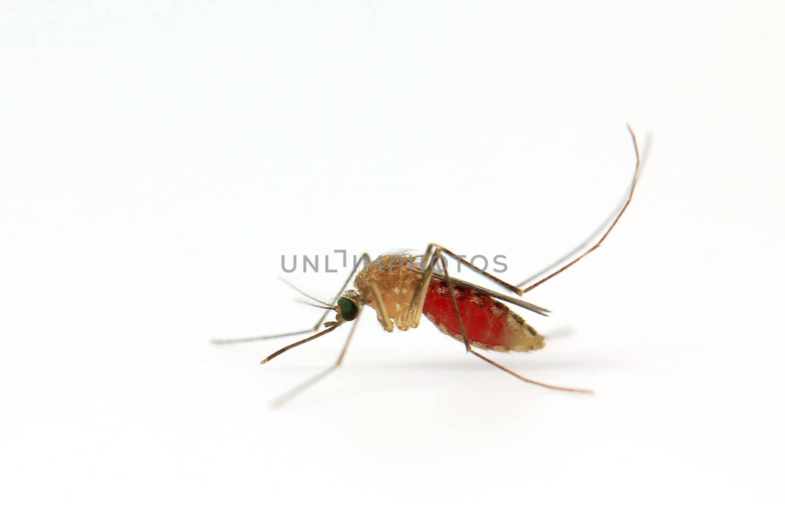 Mosquito isolated on white background