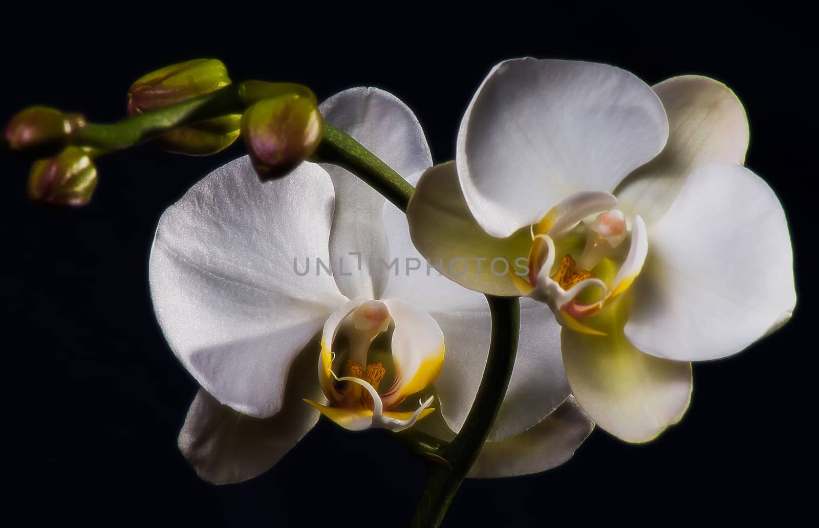 white orchid macro on a dark background