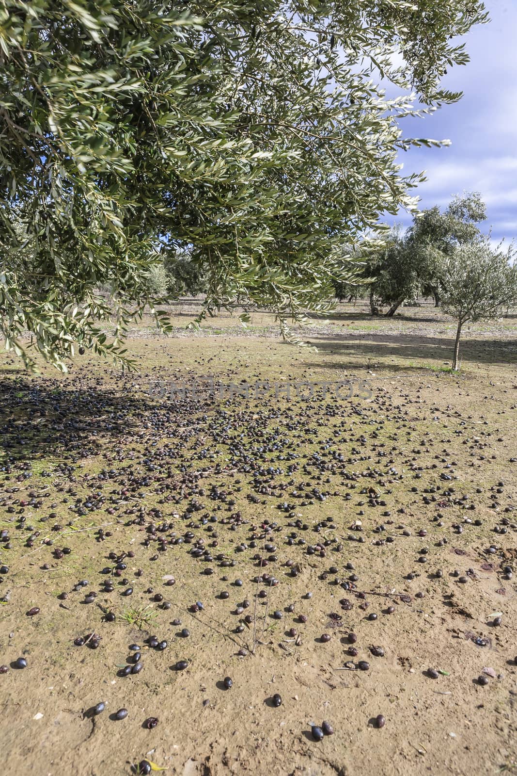 Olive tree from the picual variety near Jaen, Spain by digicomphoto