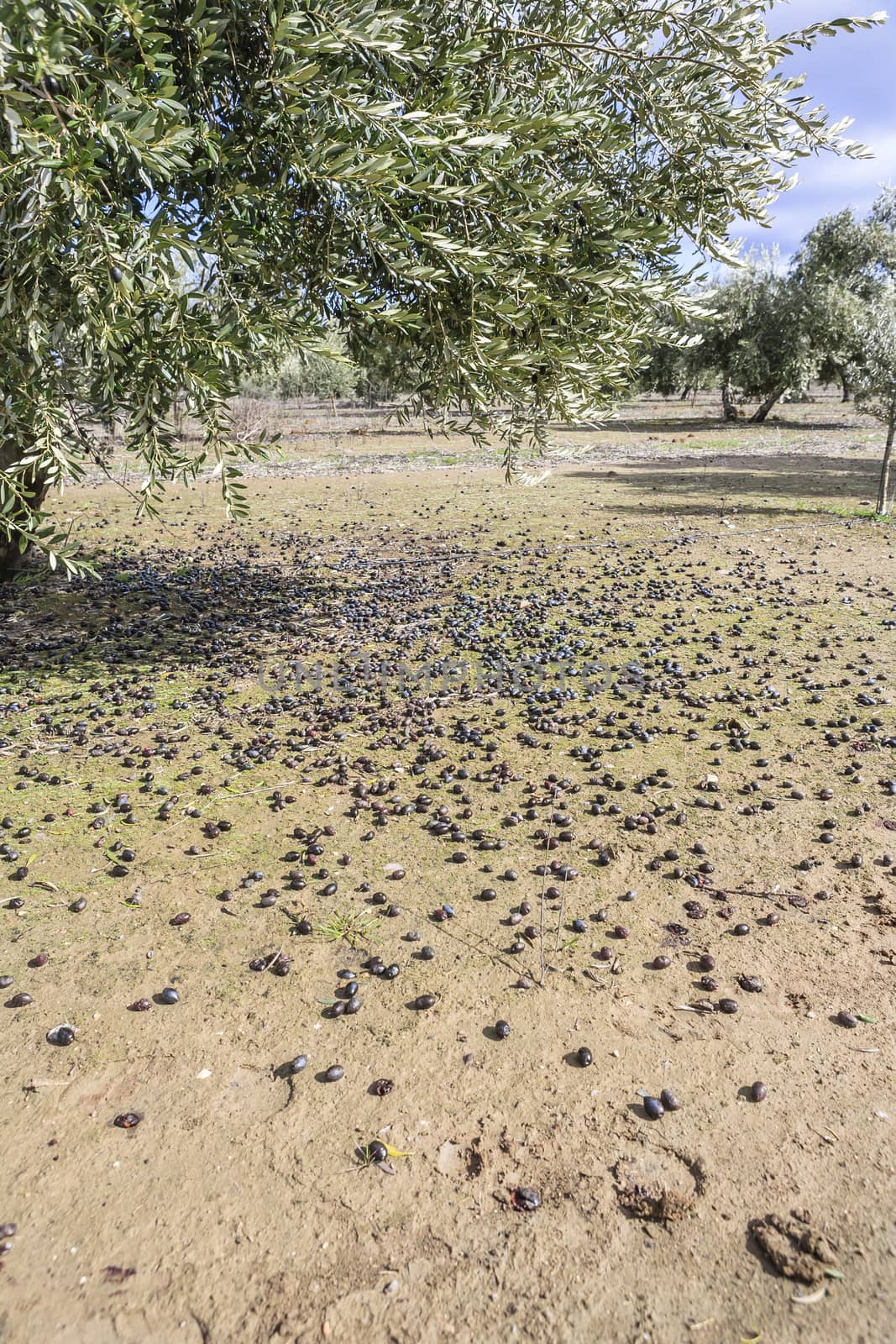 Olive tree from the picual variety near Jaen, Spain