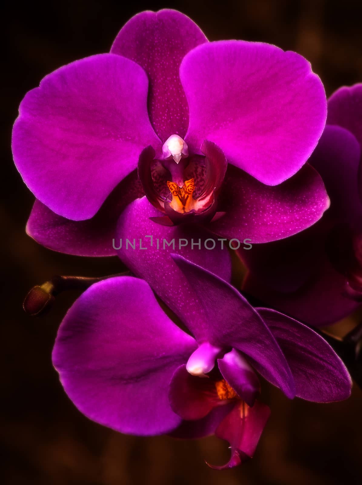 two purple orchid by artkom68