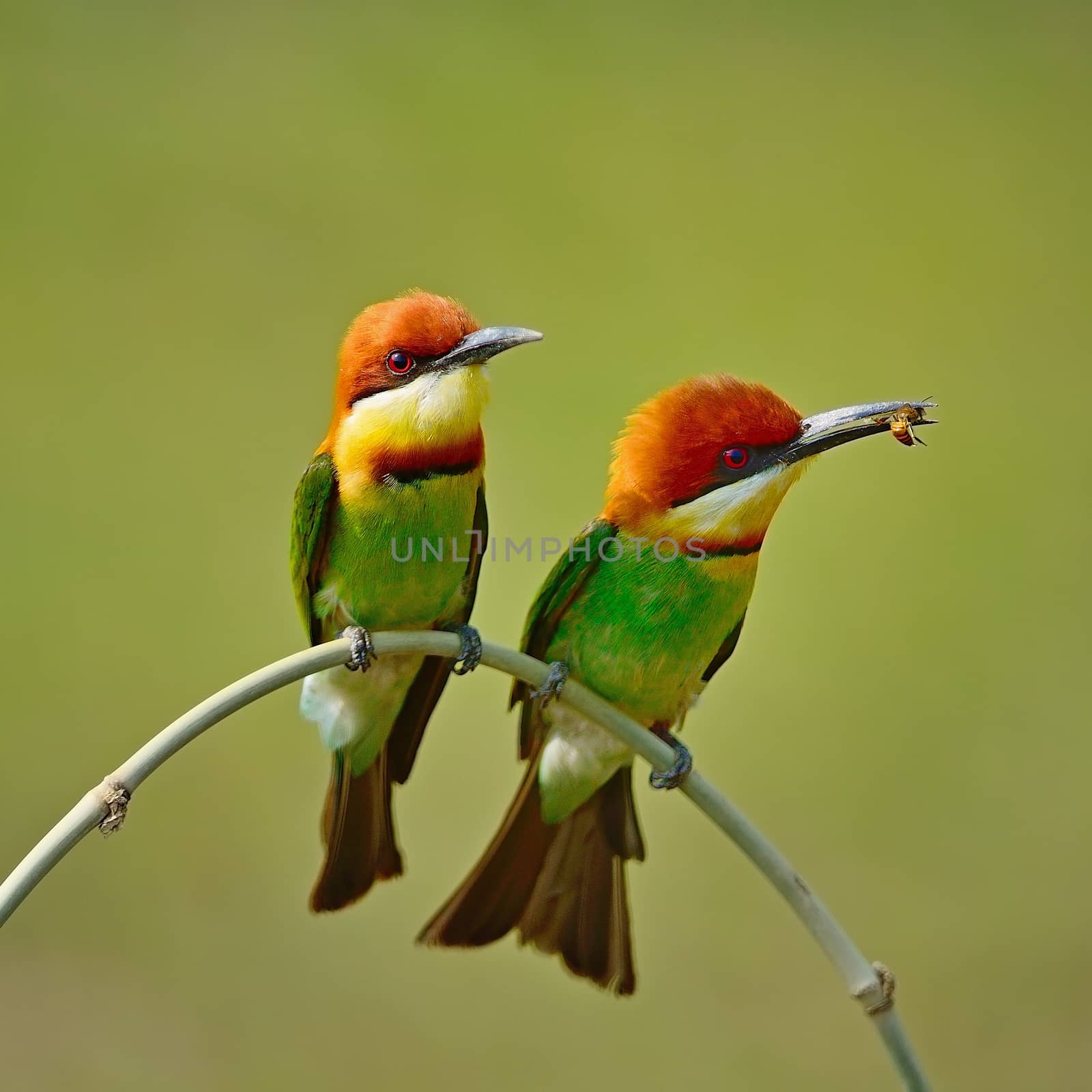 Colorful Bee-eater bird, Chestnut-headed Bee-eater (Merops leschenaulti), sitting on a branch