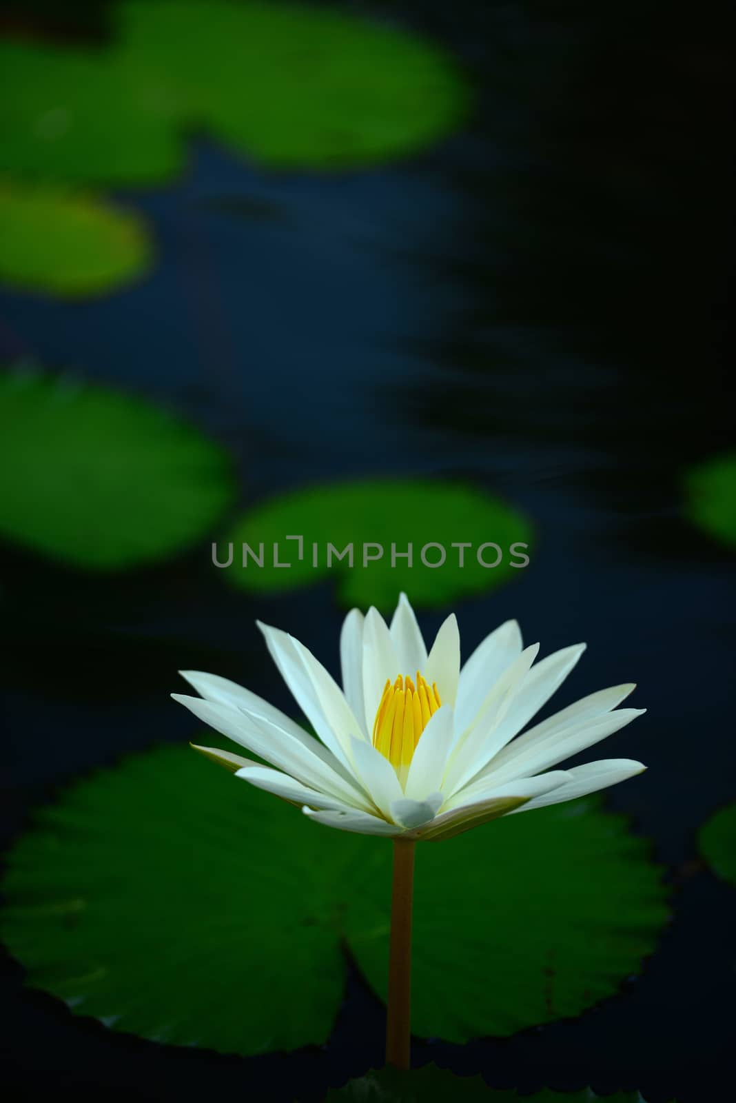 White Water Lilies by antpkr