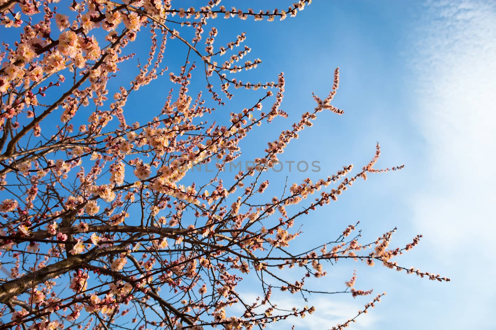 Apricot blossom branches against the sky with cirrus clouds.