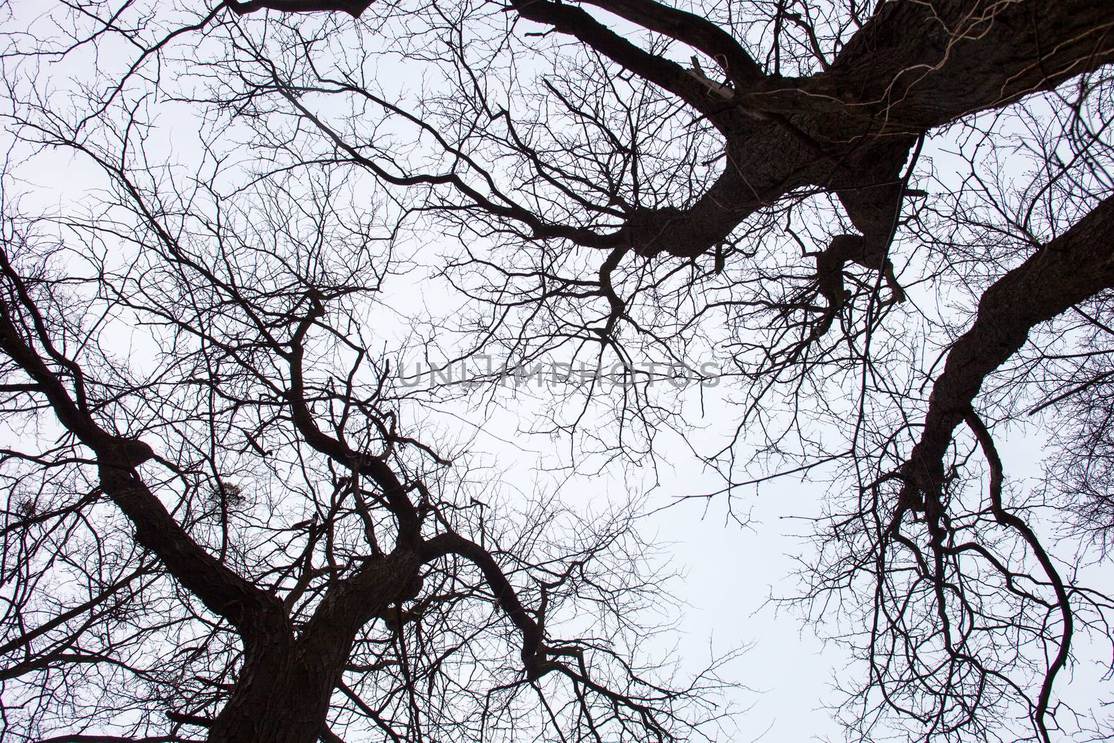 Silhouettes of bare trees by rootstocks