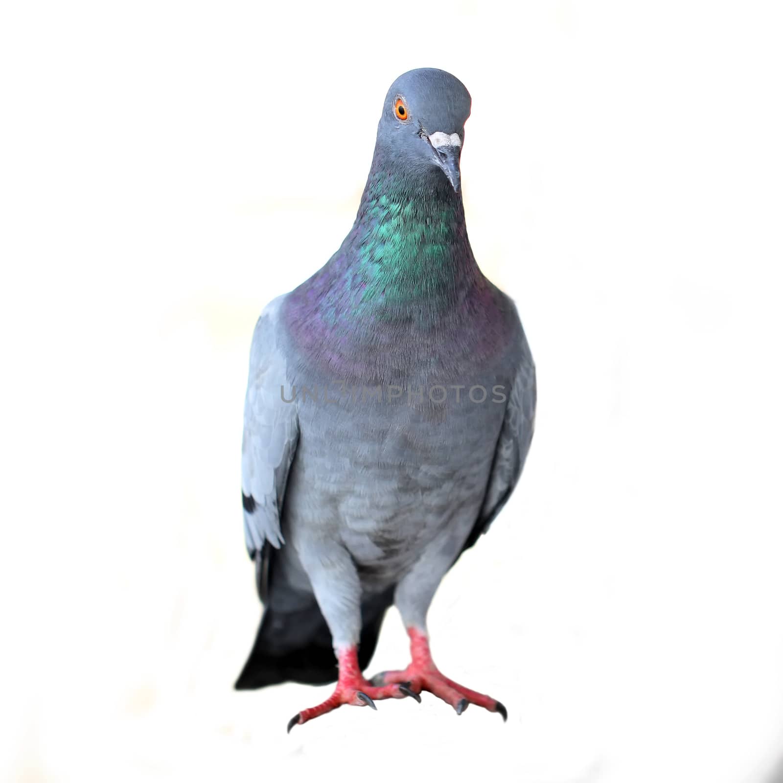 pigeon isolated on white by leisuretime70