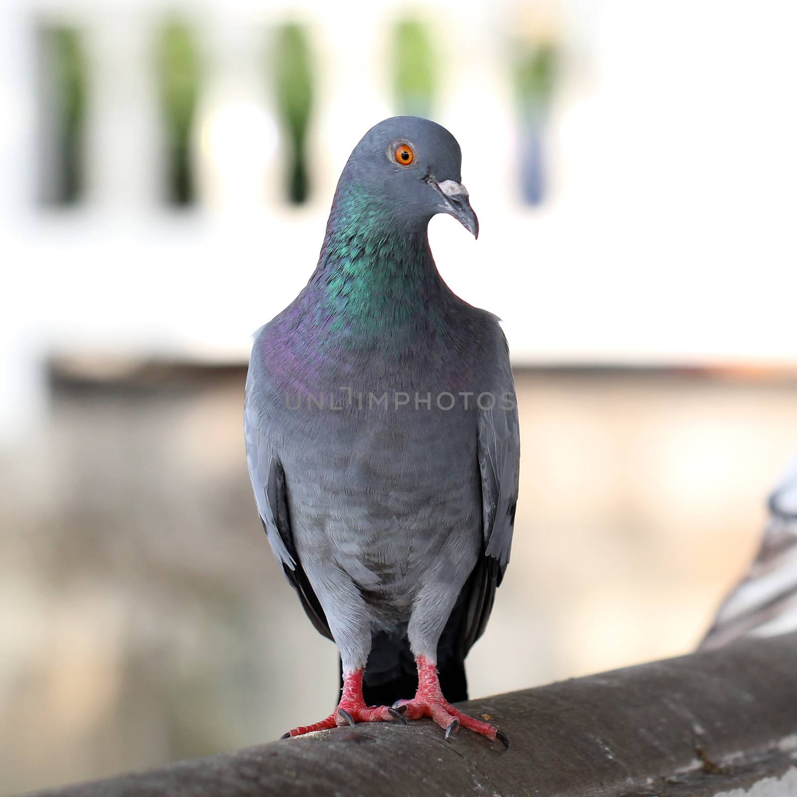 Closeup of the freedom pigeon