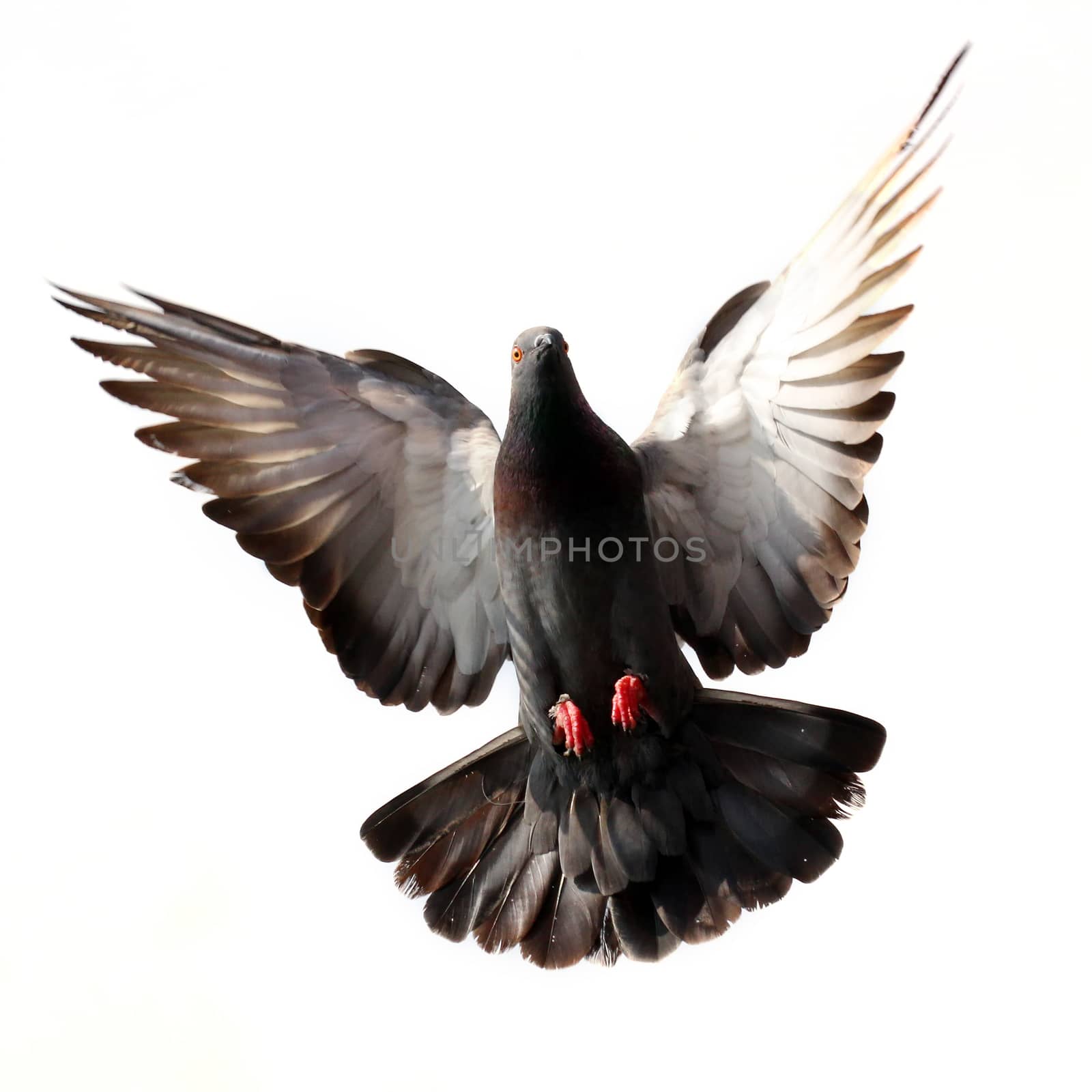 Flying pigeon isolated on white by leisuretime70