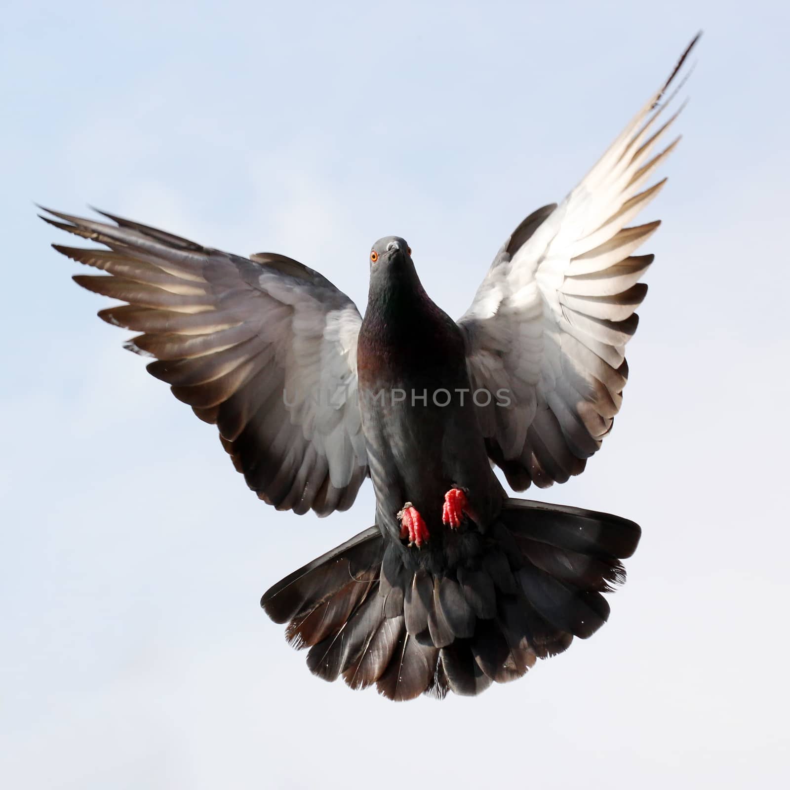Flying pigeon against the beautiful sky