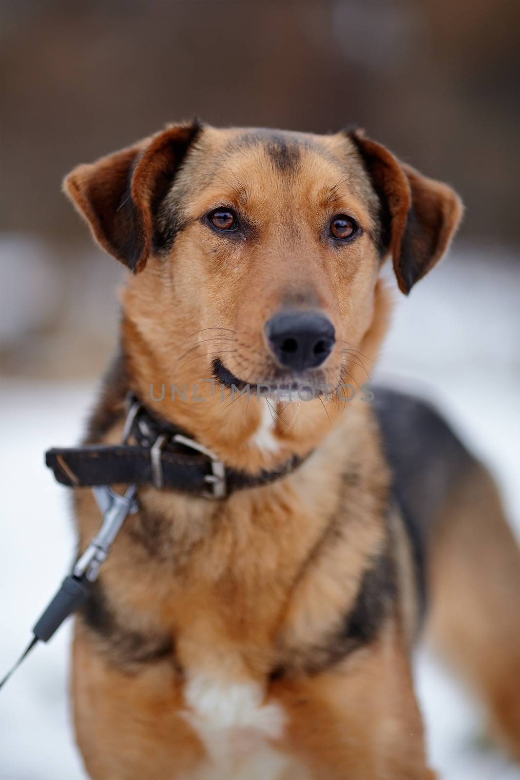 Portrait of a shaggy mongrel. Dog on snow.  Not purebred dog. Doggie on walk. The large not purebred mongrel.