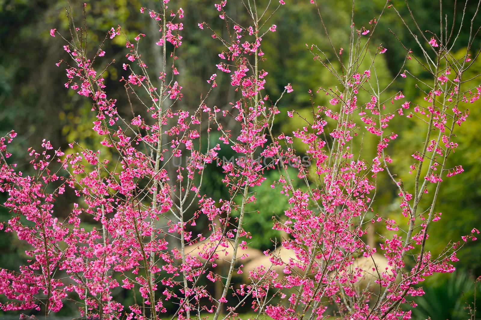 Himalayan Cherry (Prunus cerasoides) blooming at Doi Angkhang, Thailand. In Thailand we call 'Nang Paya Sua Krong' it mean 'Queen of royal tiger'