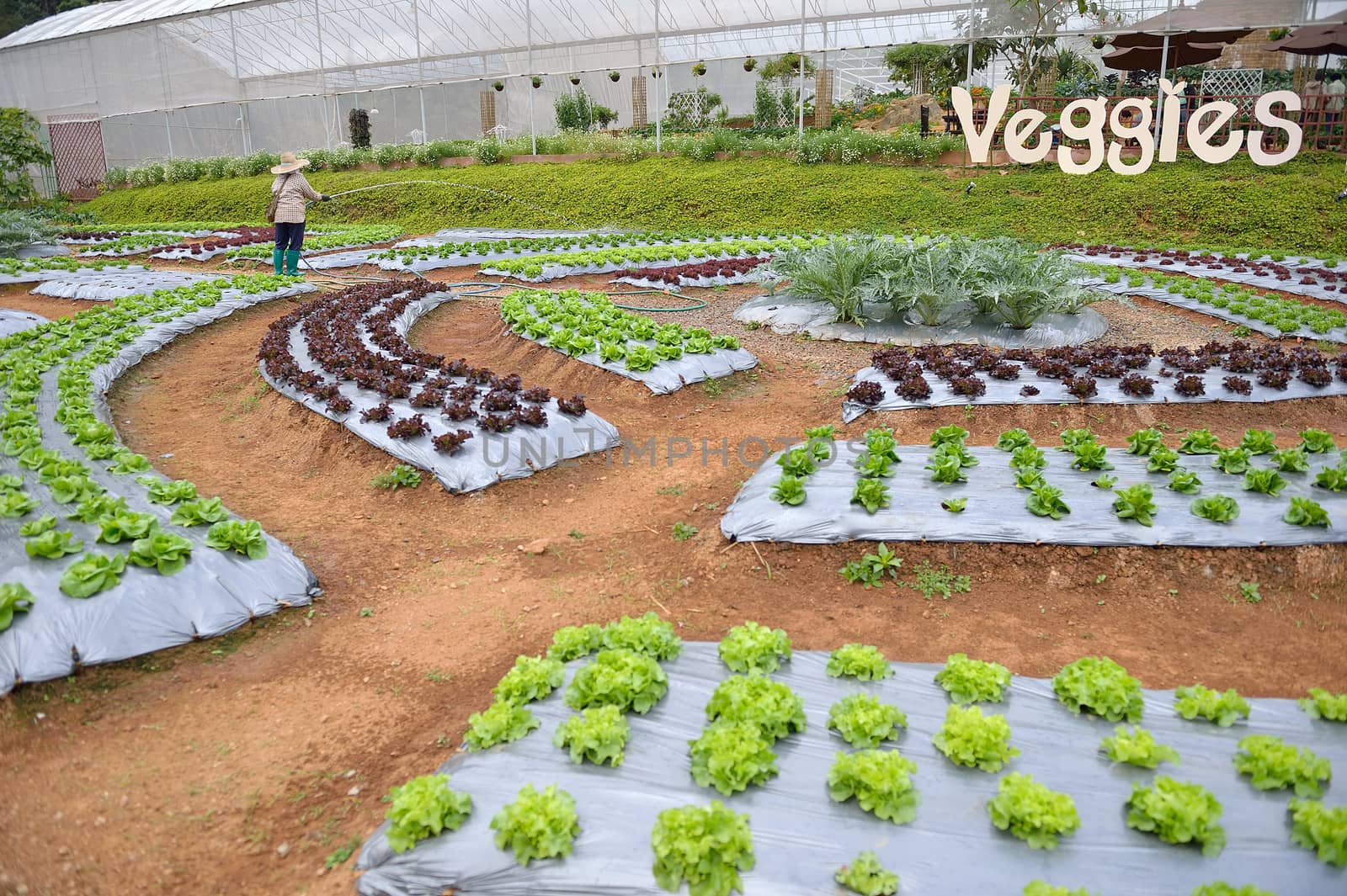 worker in veggie plot at Doi Angkhang royal project, Chiangmai, Thailand.
