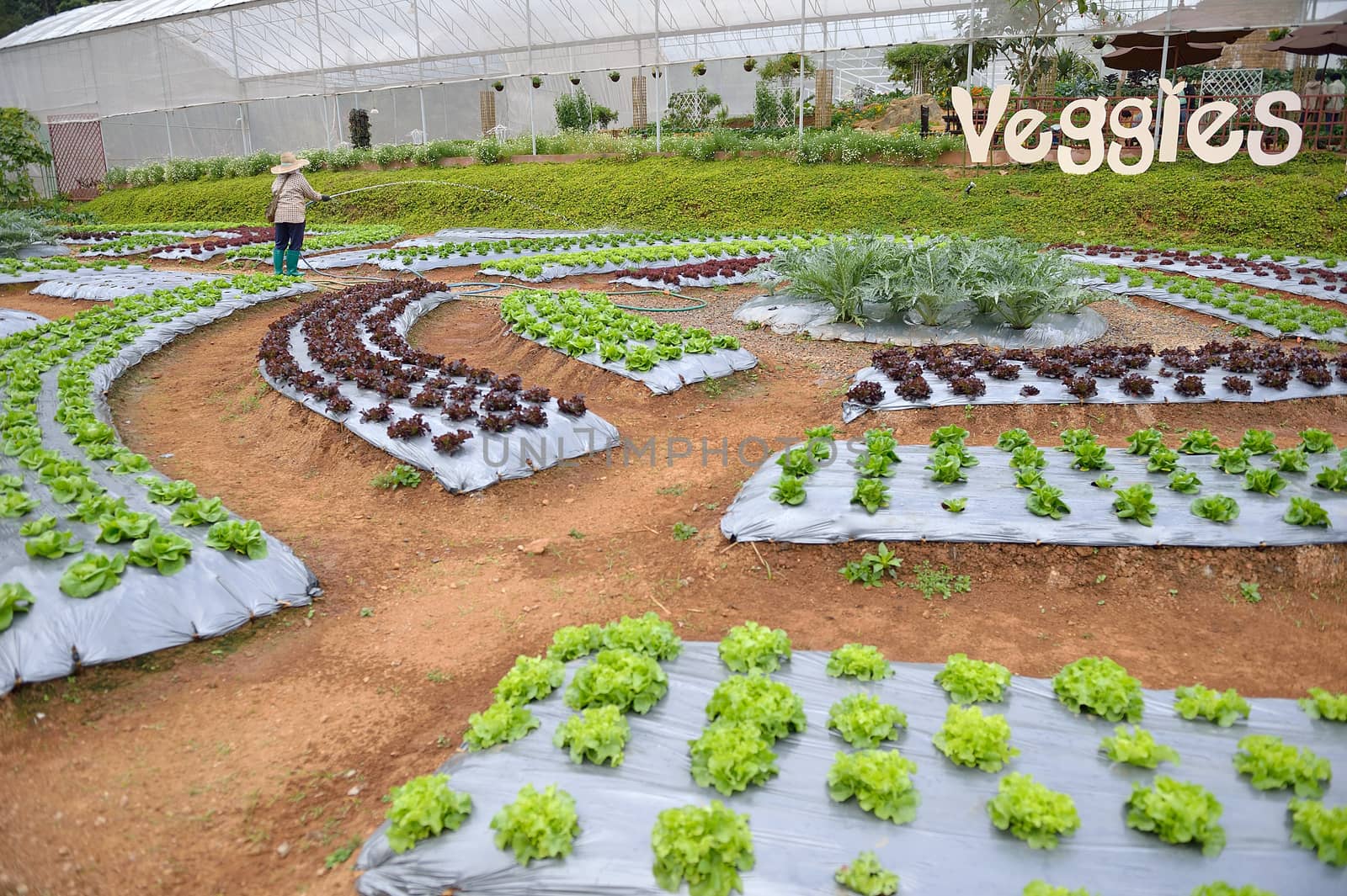 worker in veggie plot at Doi Angkhang royal project, Chiangmai, by think4photop