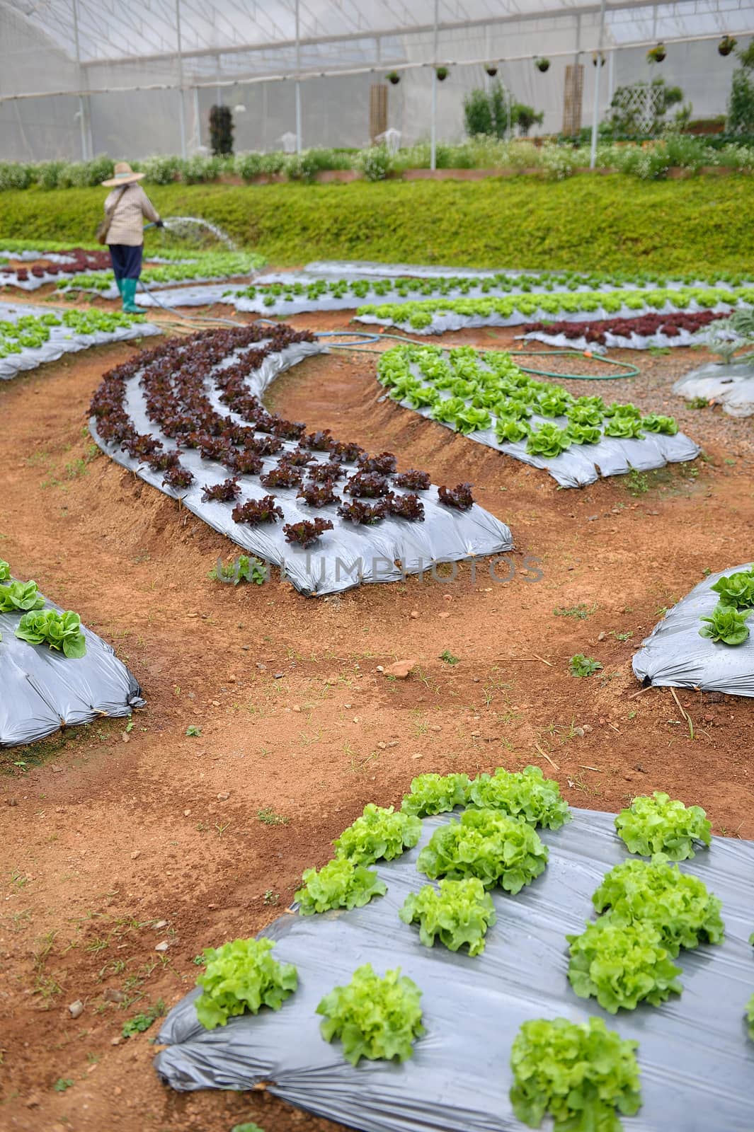 worker in veggie plot at Doi Angkhang royal project, Chiangmai, Thailand.