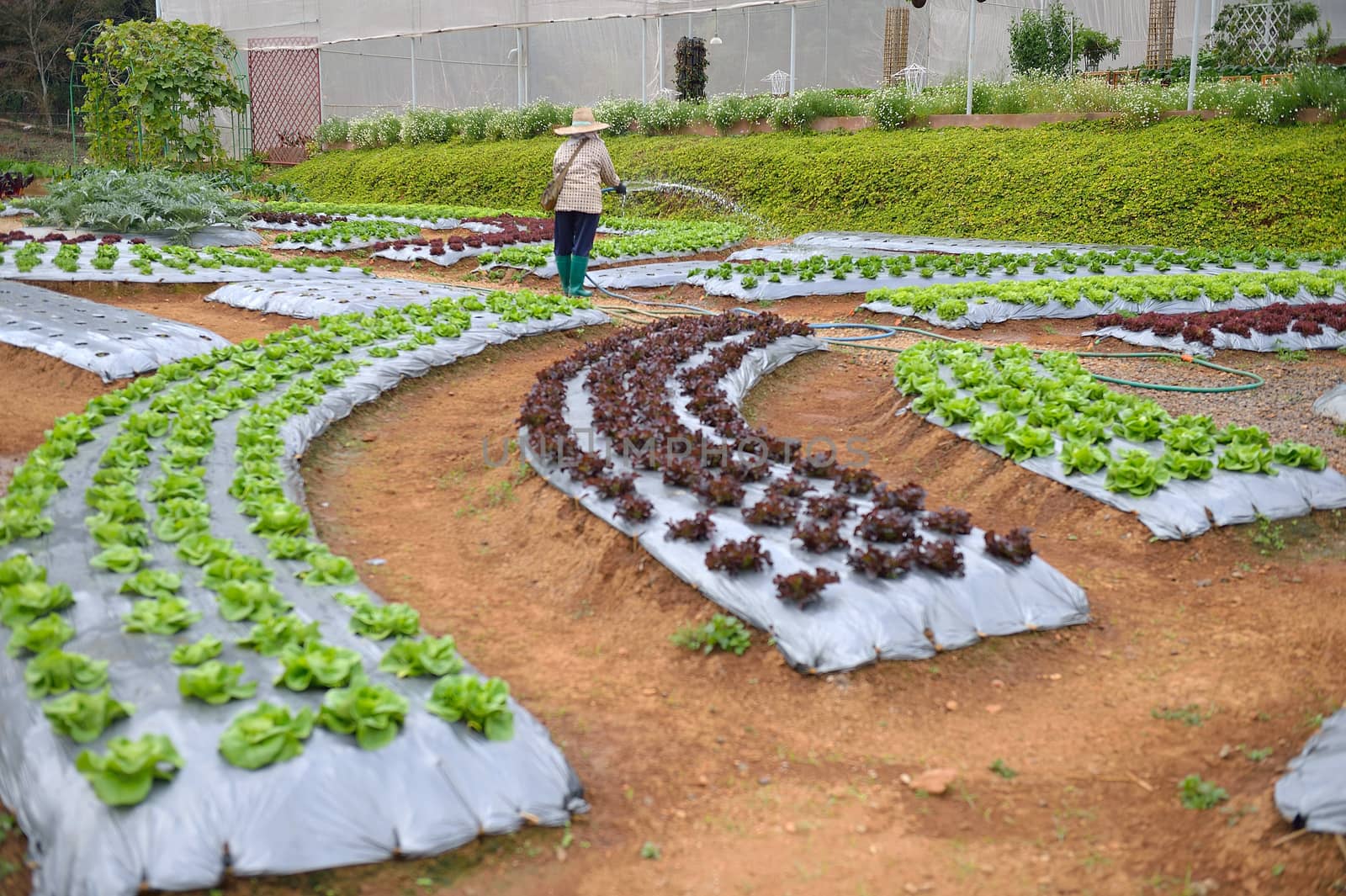 worker in veggie plot at Doi Angkhang royal project, Chiangmai, by think4photop