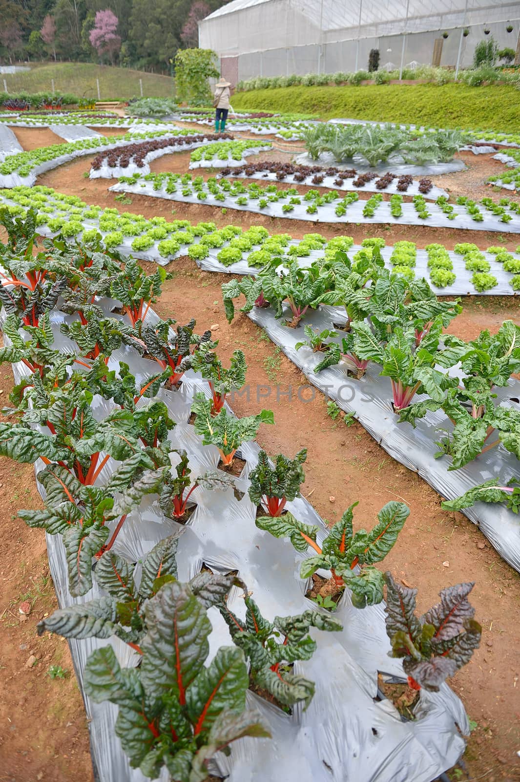 worker in veggie plot at Doi Angkhang royal project, Chiangmai, by think4photop