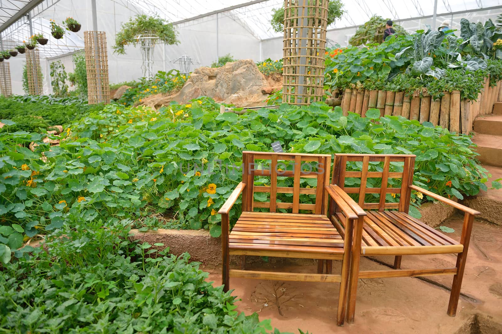veggie plot in the garden at Doi Angkhang royal project, Chiangm by think4photop