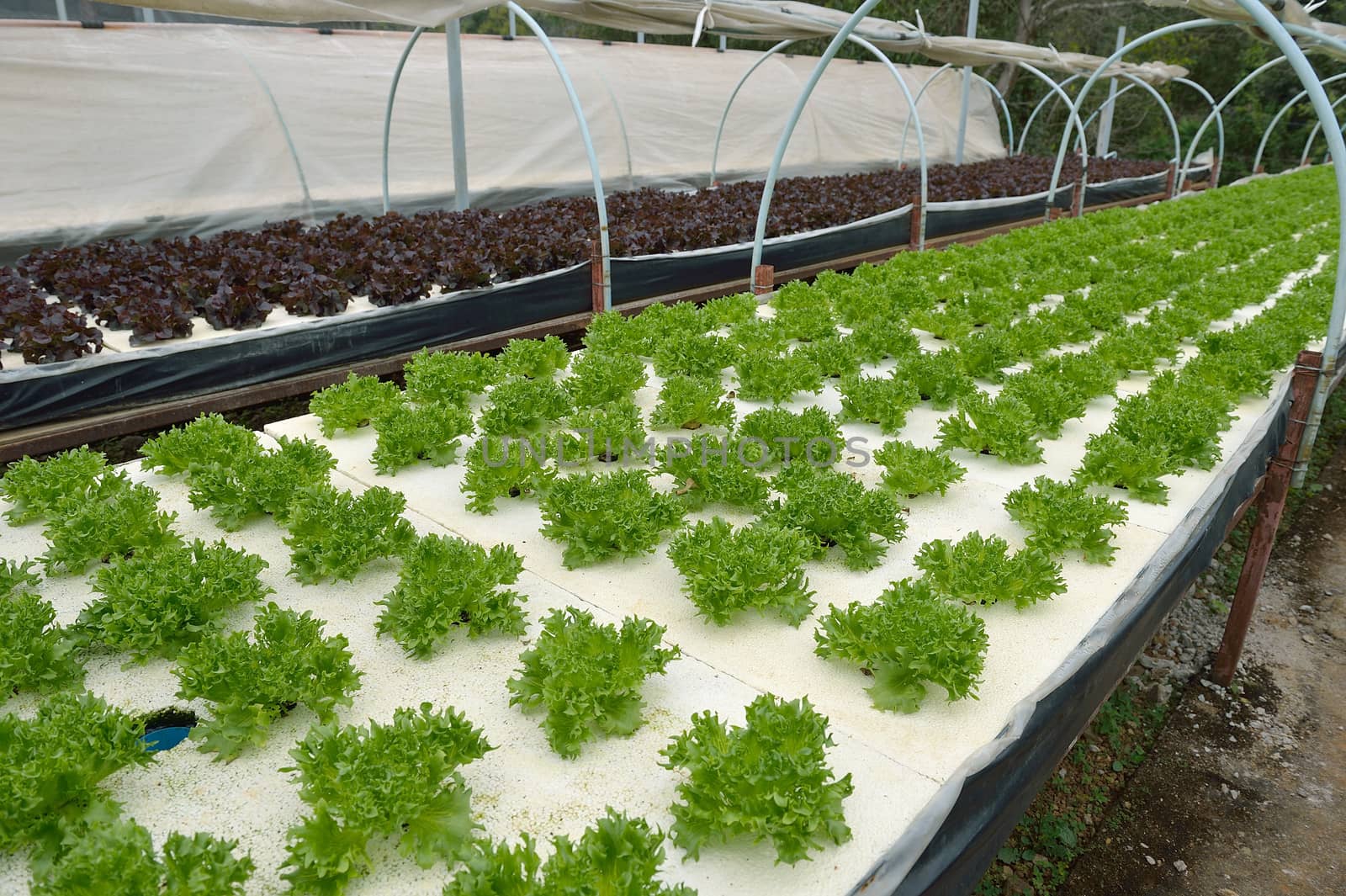 hydroponic farm at Doi Angkhang royal project, Chiangmai, Thailand.