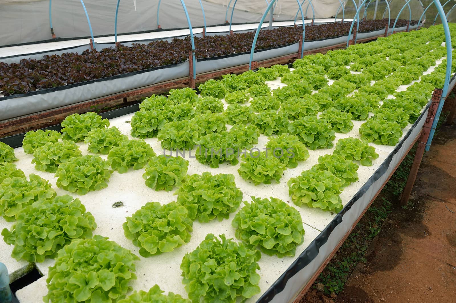 hydroponic farm at Doi Angkhang royal project, Chiangmai, Thailand.