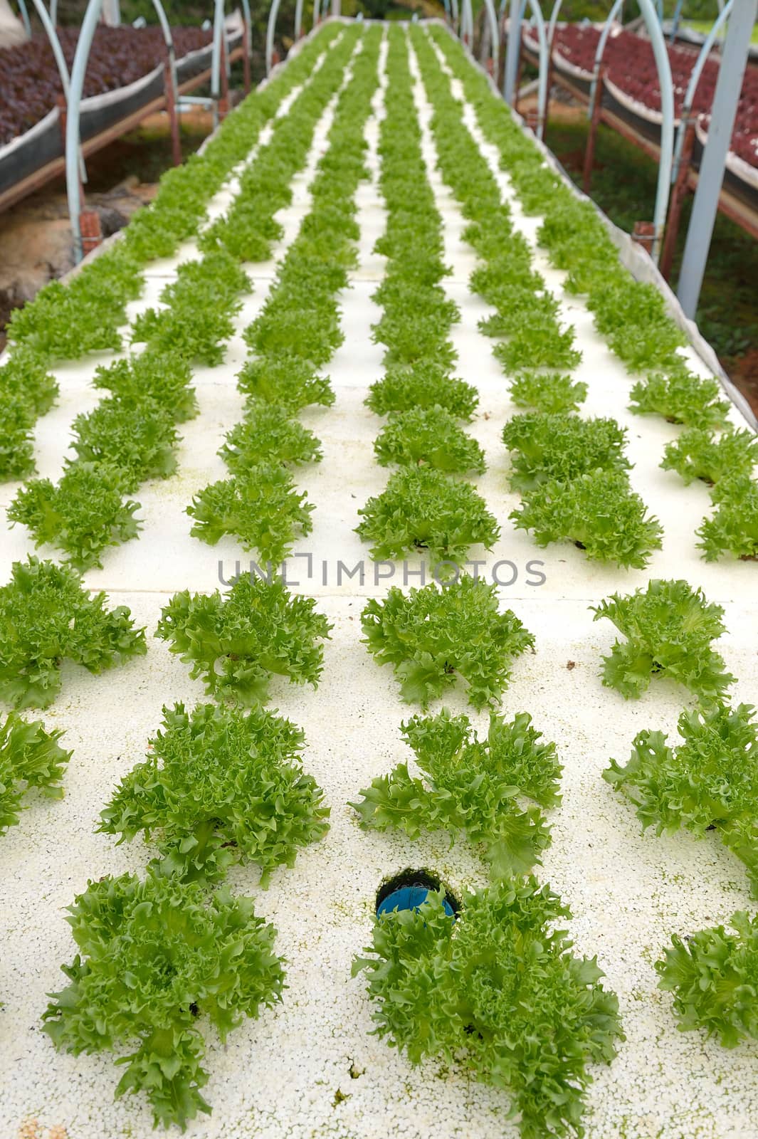 hydroponic farm at Doi Angkhang royal project, Chiangmai, Thailand.