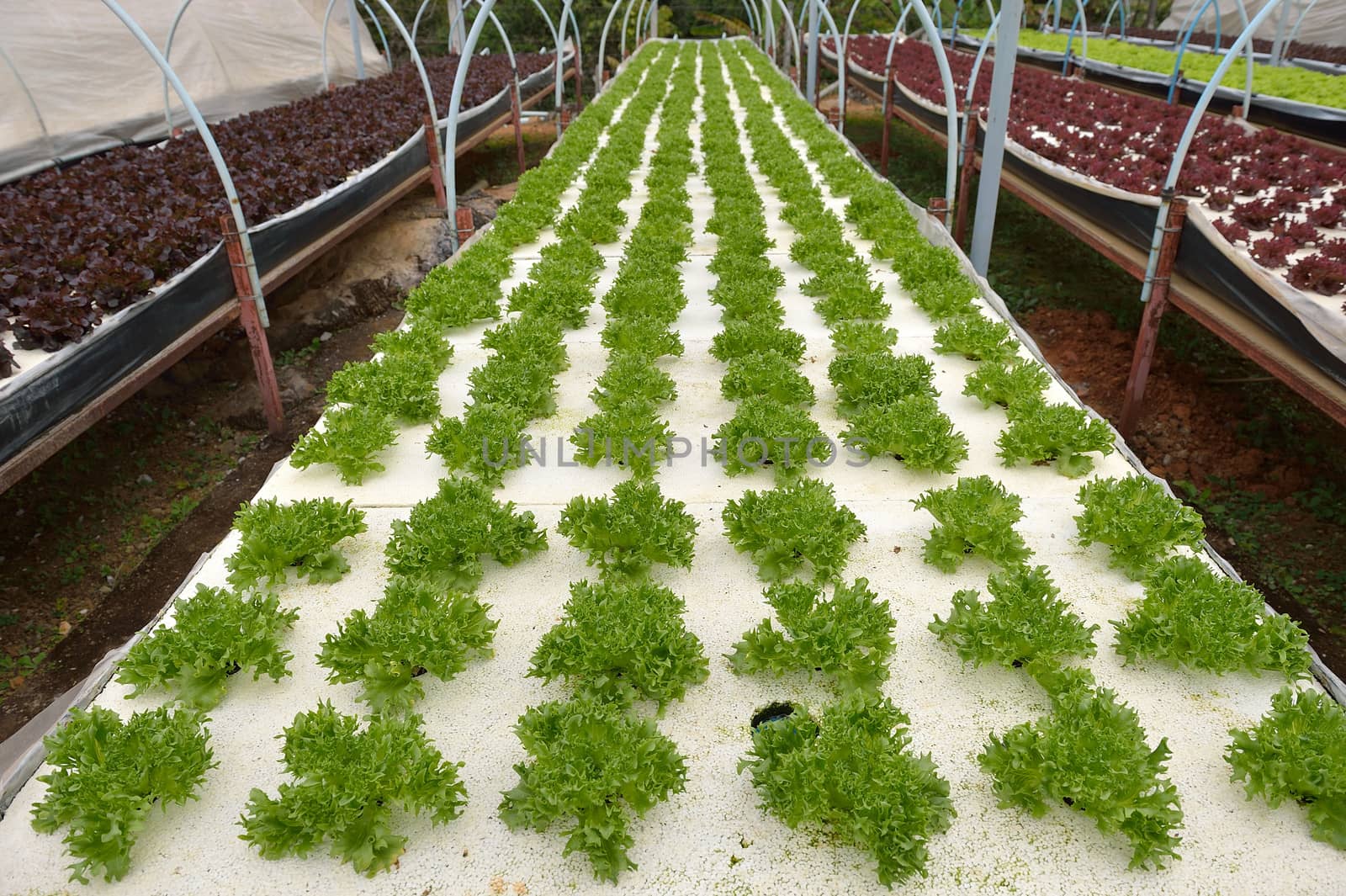 hydroponic farm at Doi Angkhang royal project, Chiangmai, Thaila by think4photop