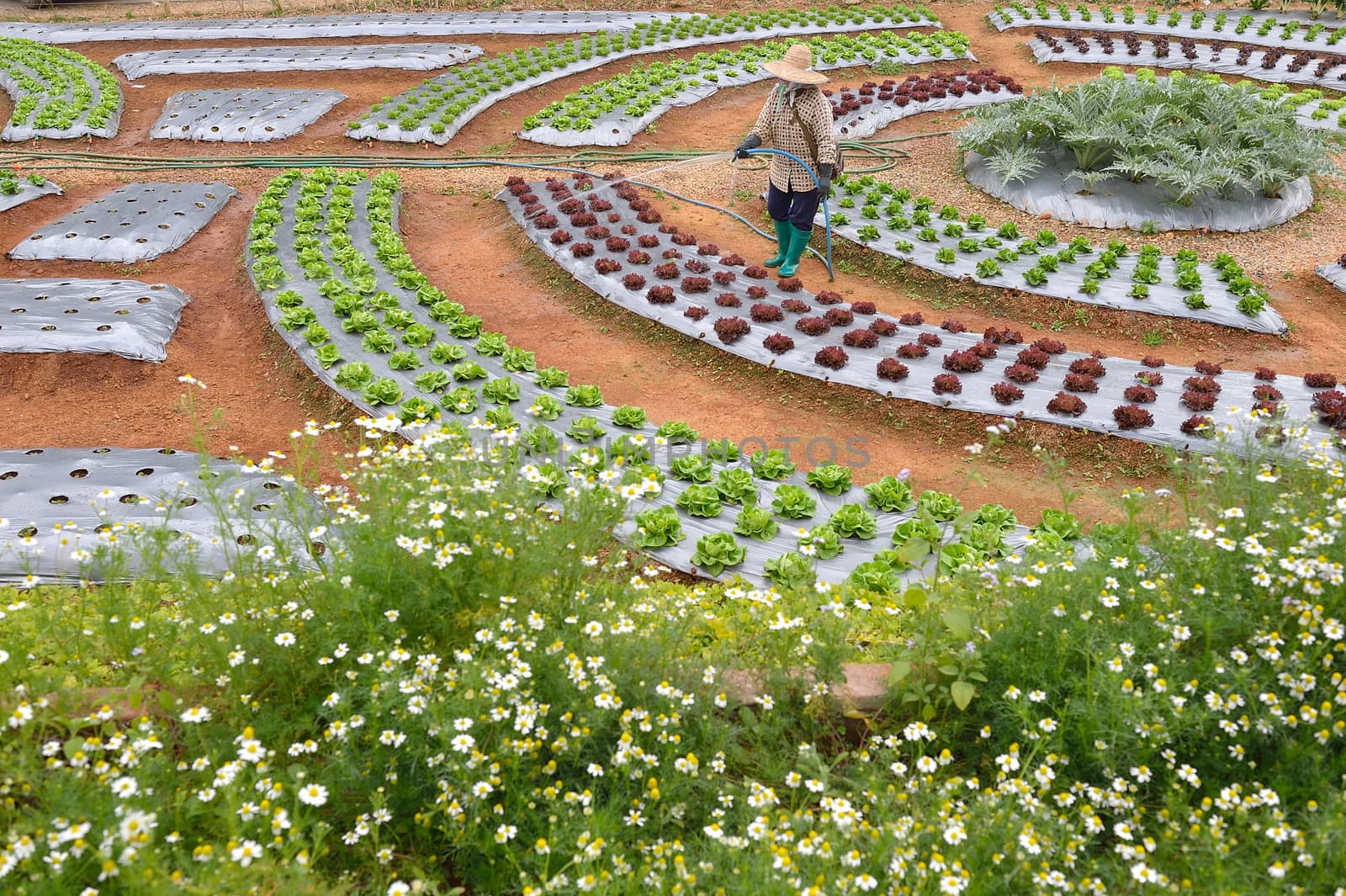 veggie plot in the garden at Doi Angkhang royal project, Chiangm by think4photop