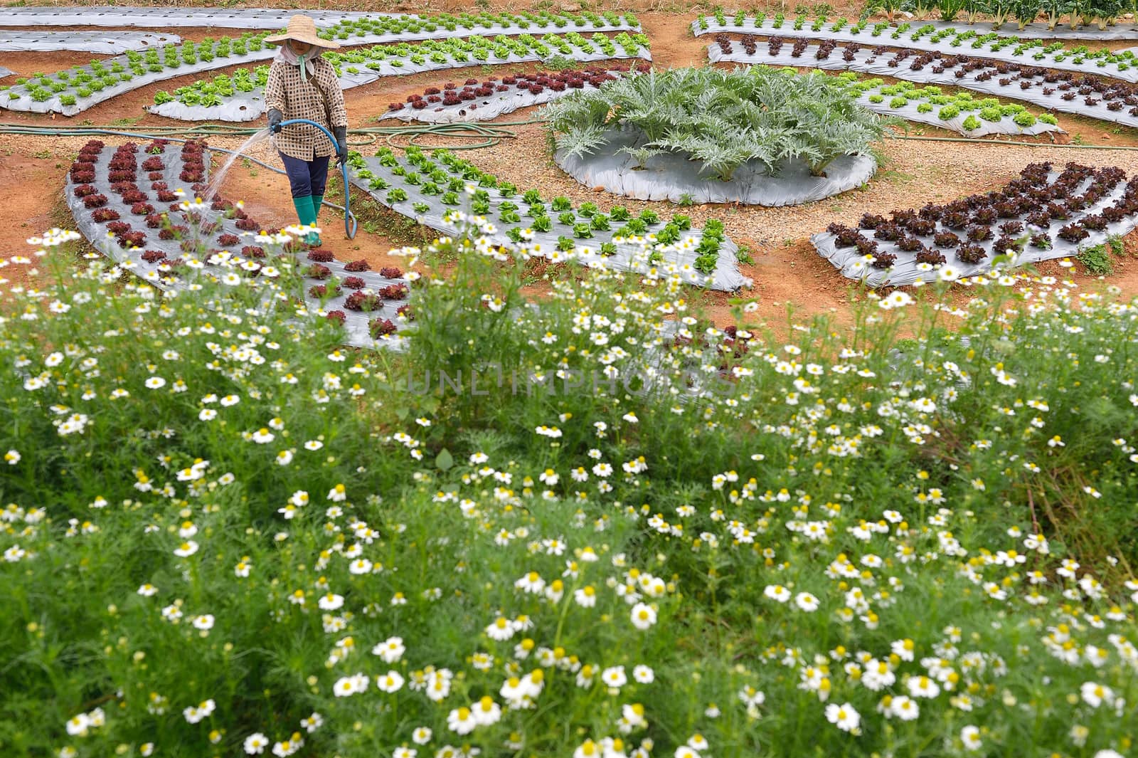 veggie plot in the garden at Doi Angkhang royal project, Chiangm by think4photop