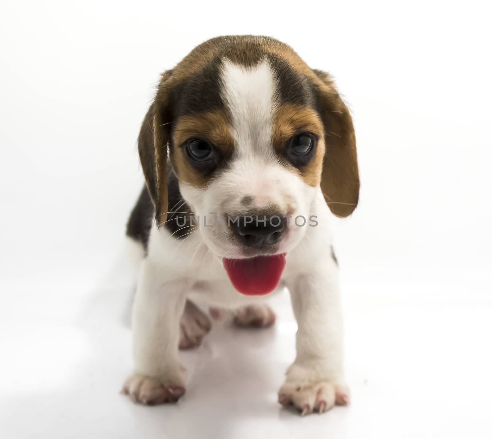 Beagle dog isolate and of white background