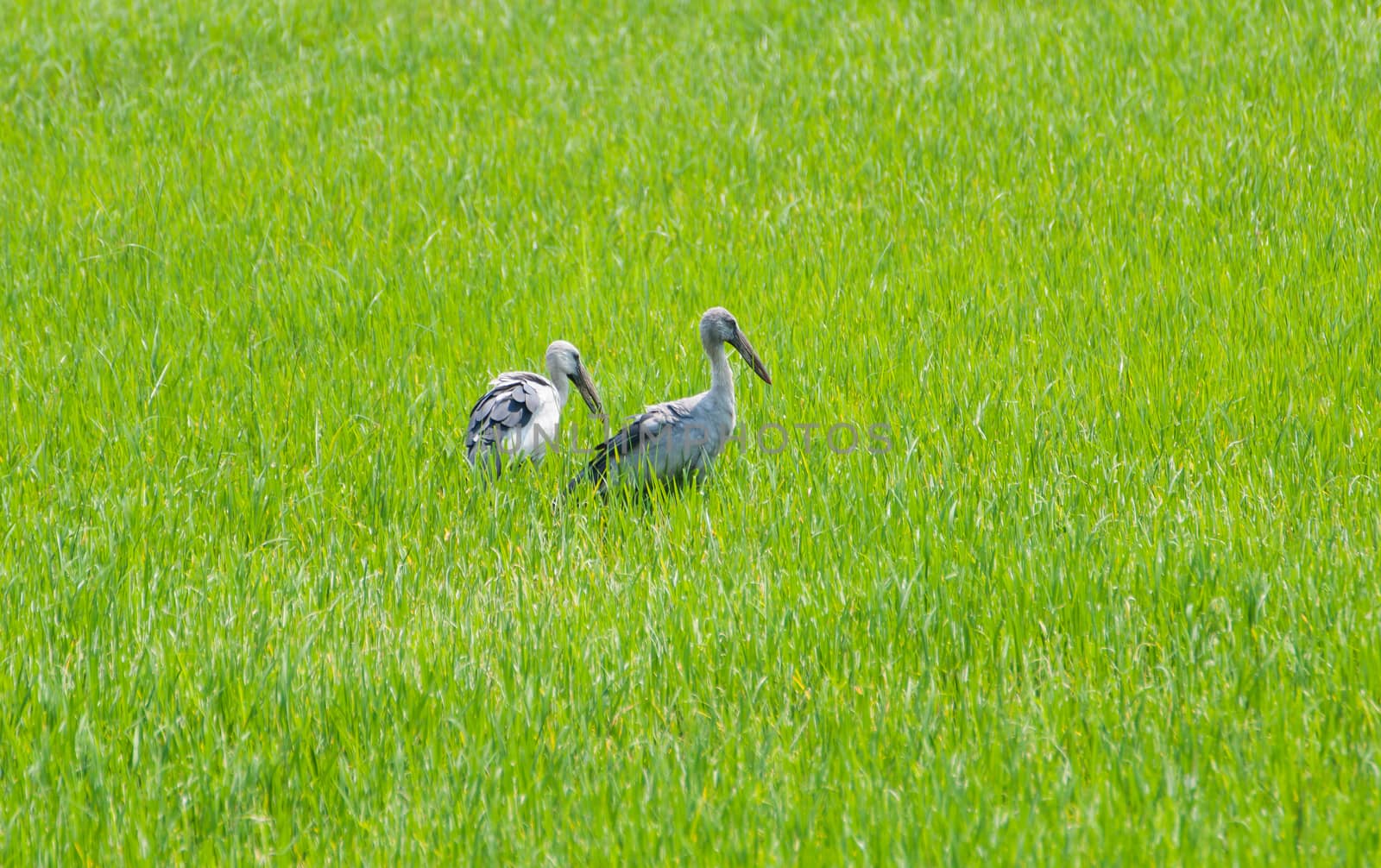 The Egret in green Cornfield, of Thailand