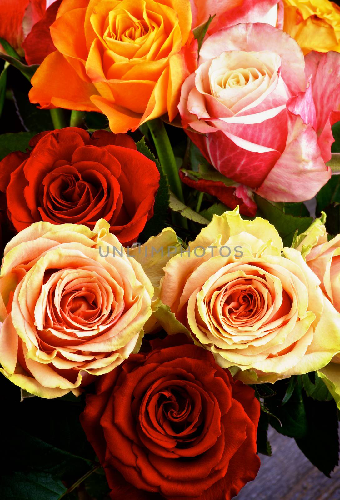 Colorful Roses by zhekos