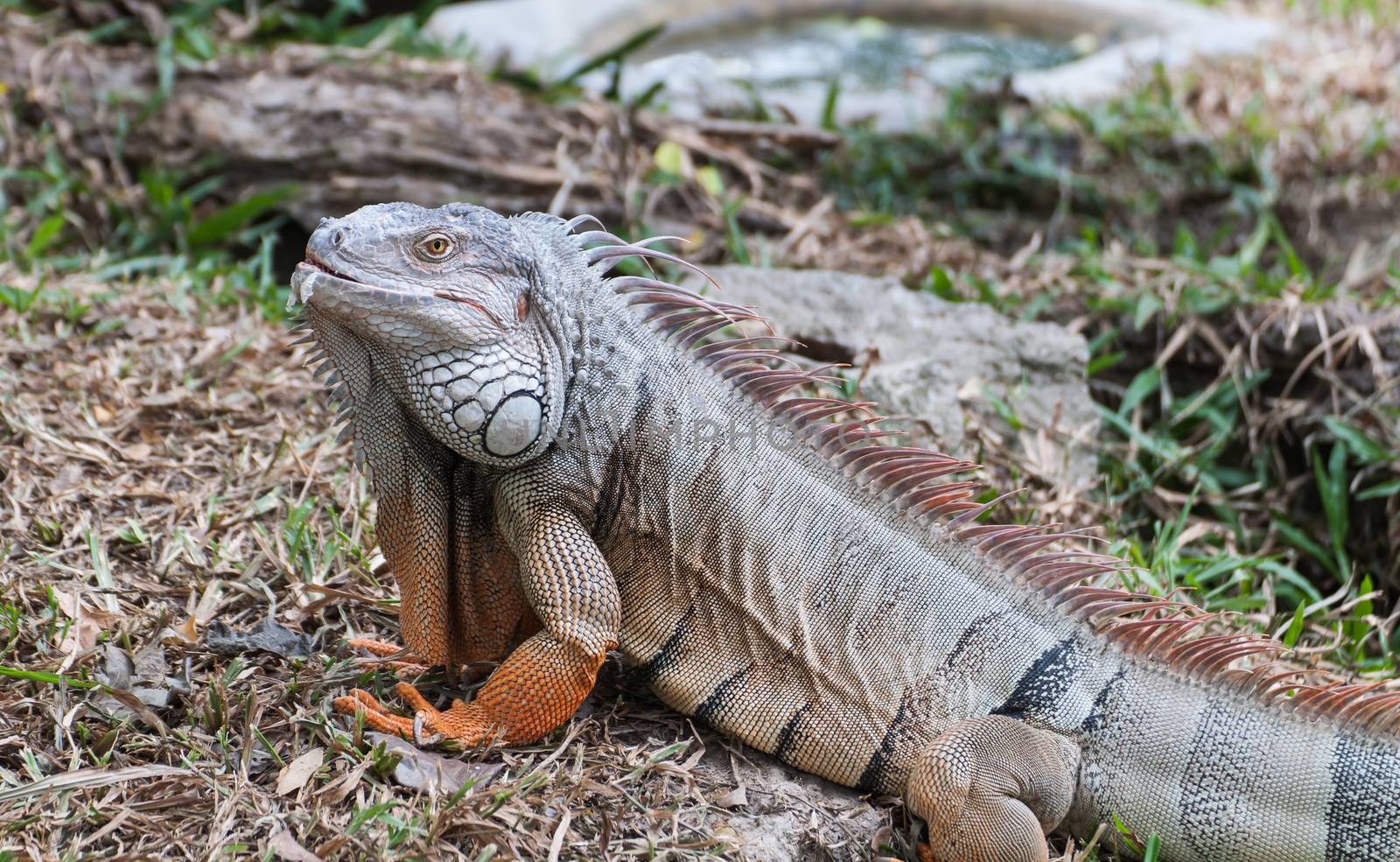 iguana reptile on the ground by Sorapop