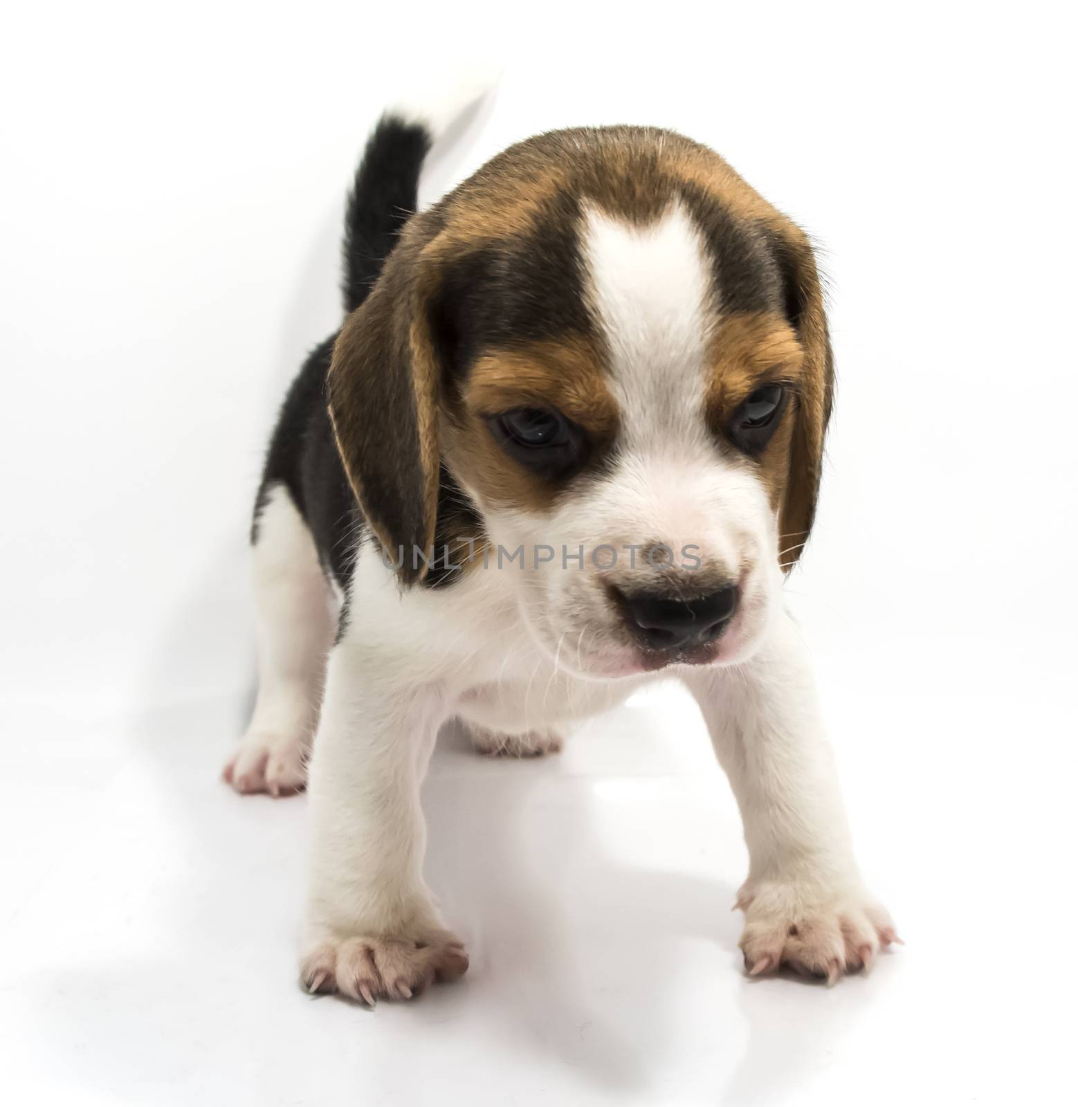 Beagle dog isolate and of white background